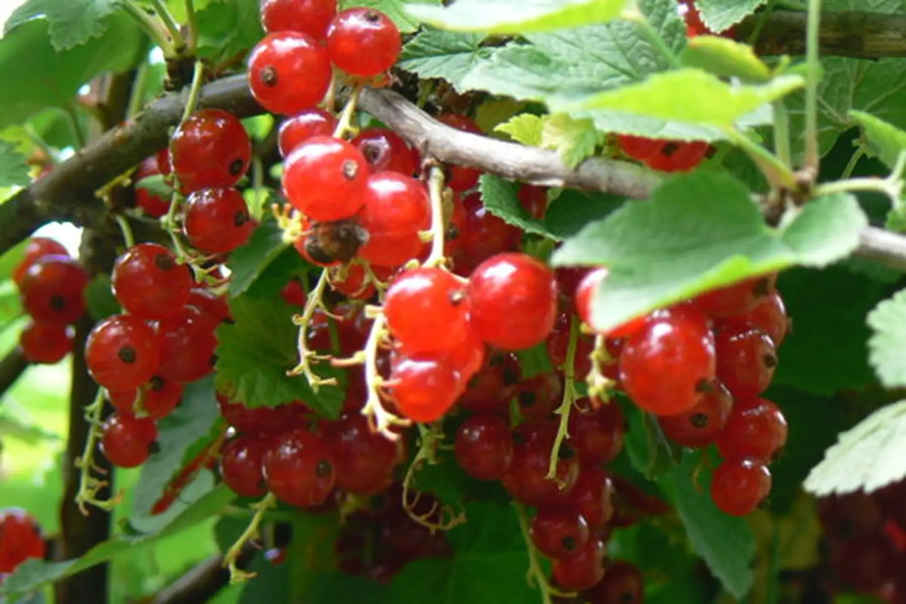 Groseillers à grappes (Ribes rubrum)