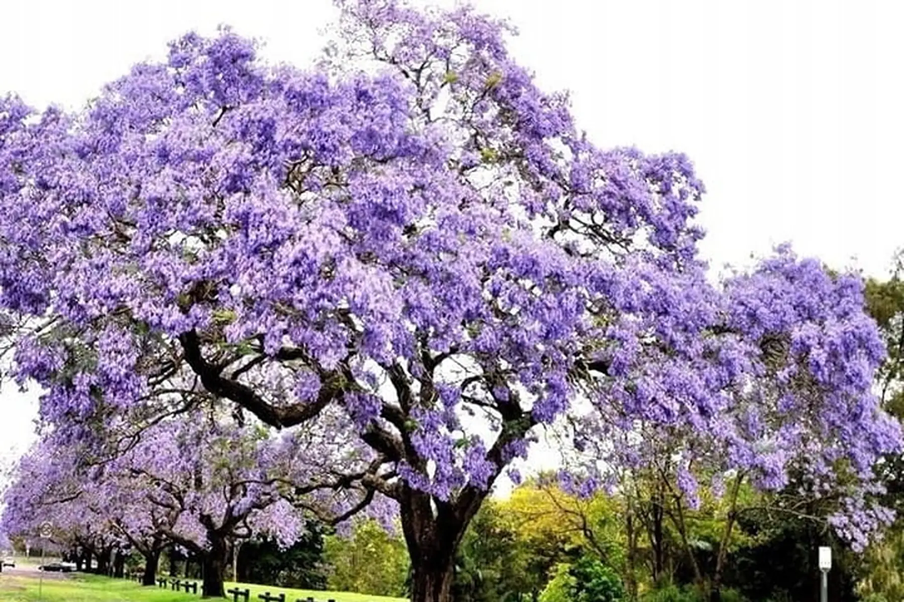 Paulownia Shantong