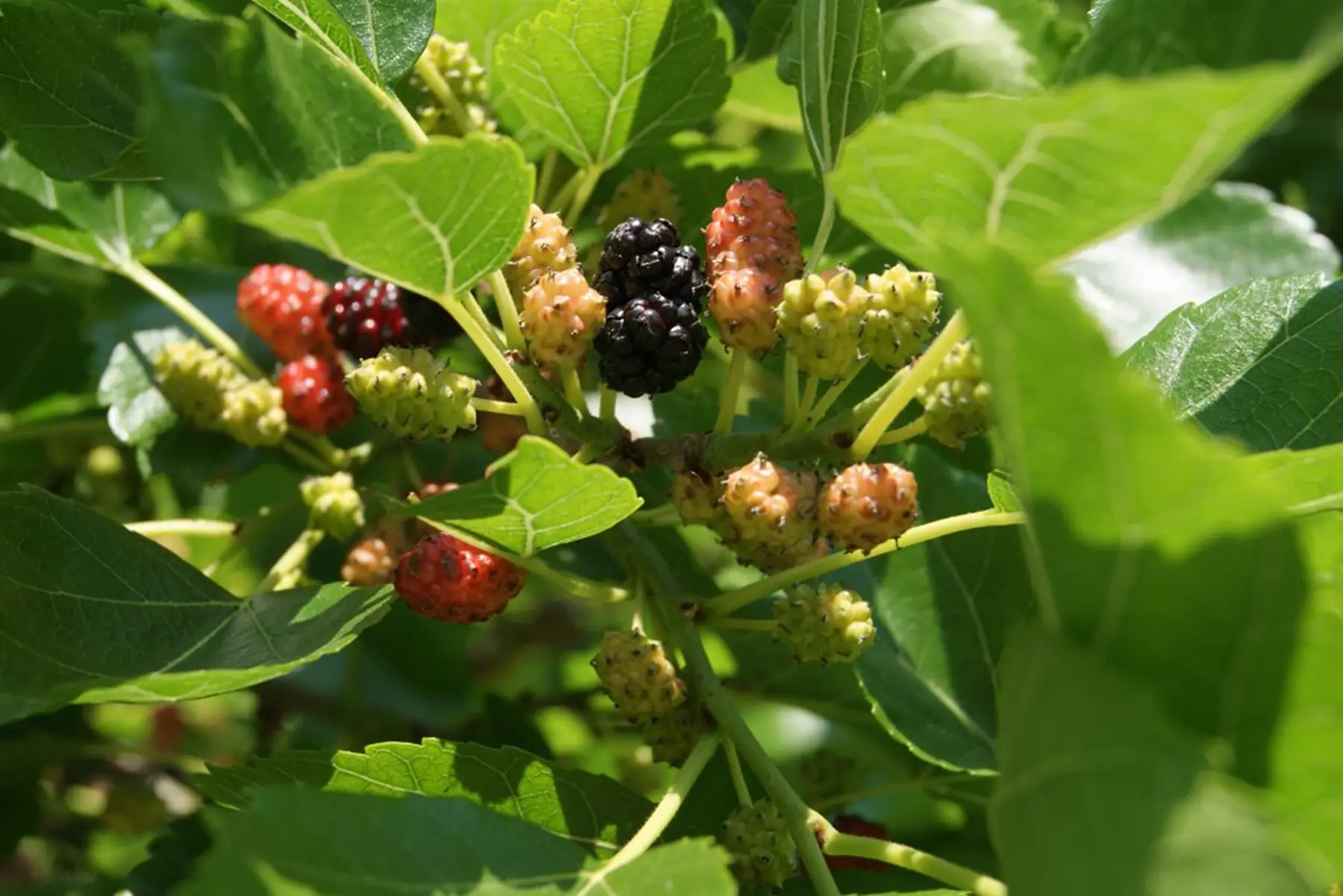 Mûrier blanc (Morus alba)