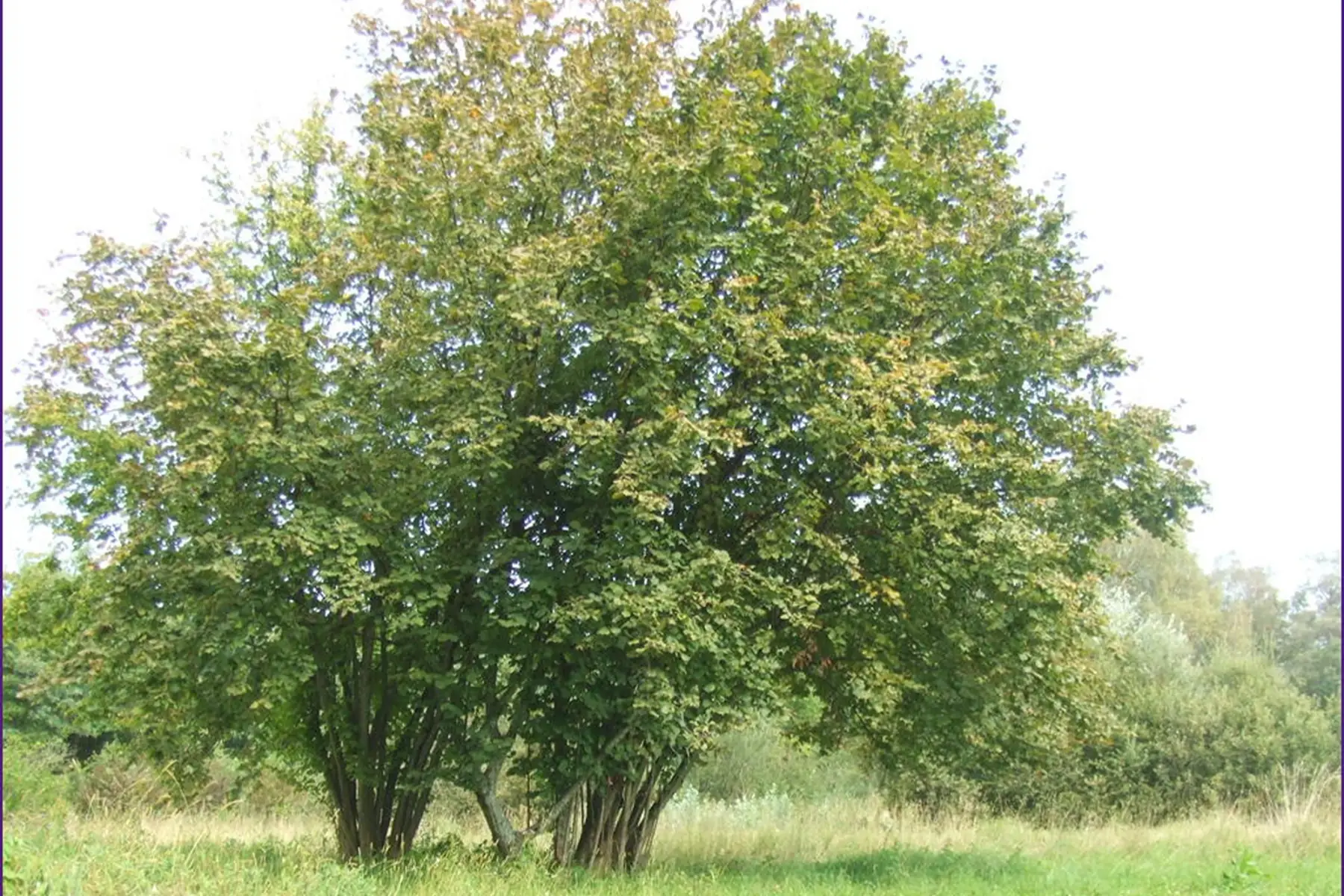 Noisetier commun (Corylus avellana)