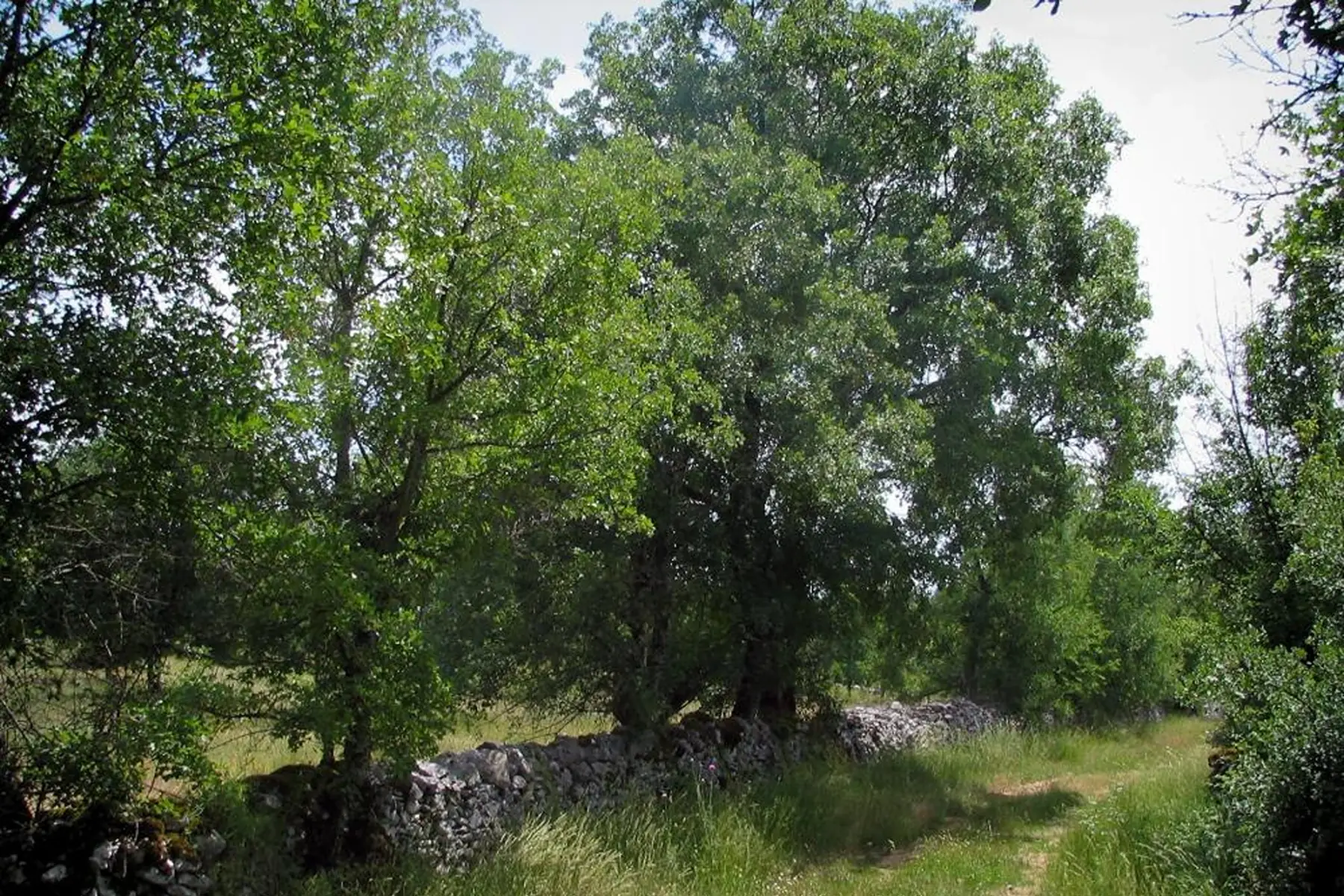 Erable de montpellier (Acer monspessulanum)