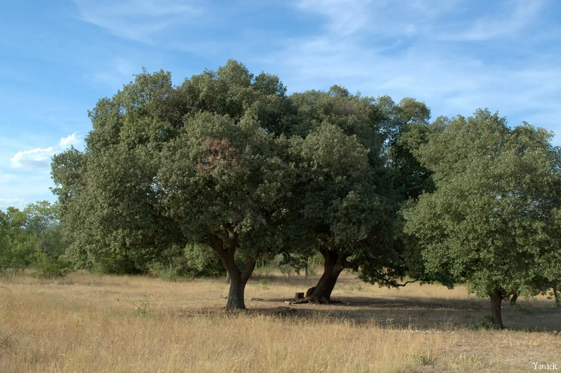 Chêne vert (Quercus ilex)