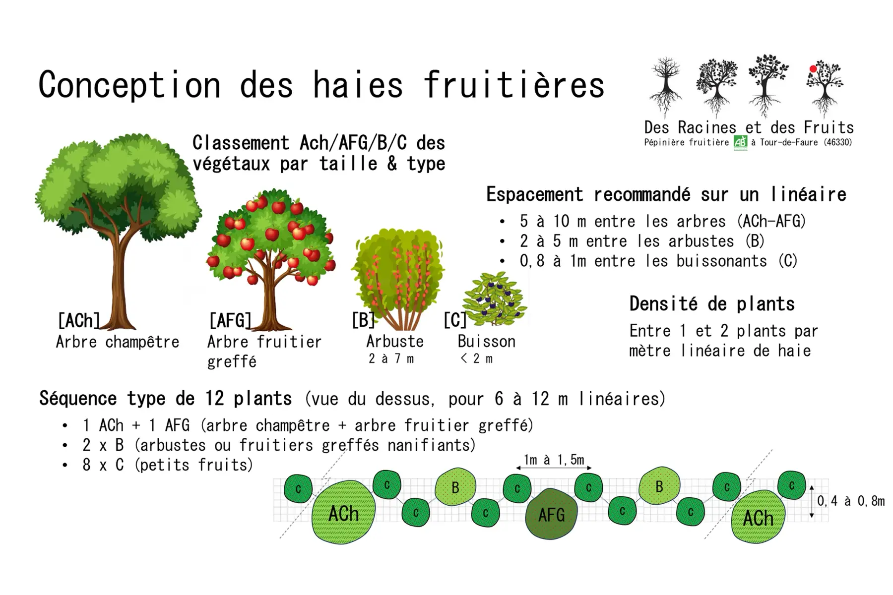 Lot de 12 plants pour Haie gourmande & champêtre multi-étagée