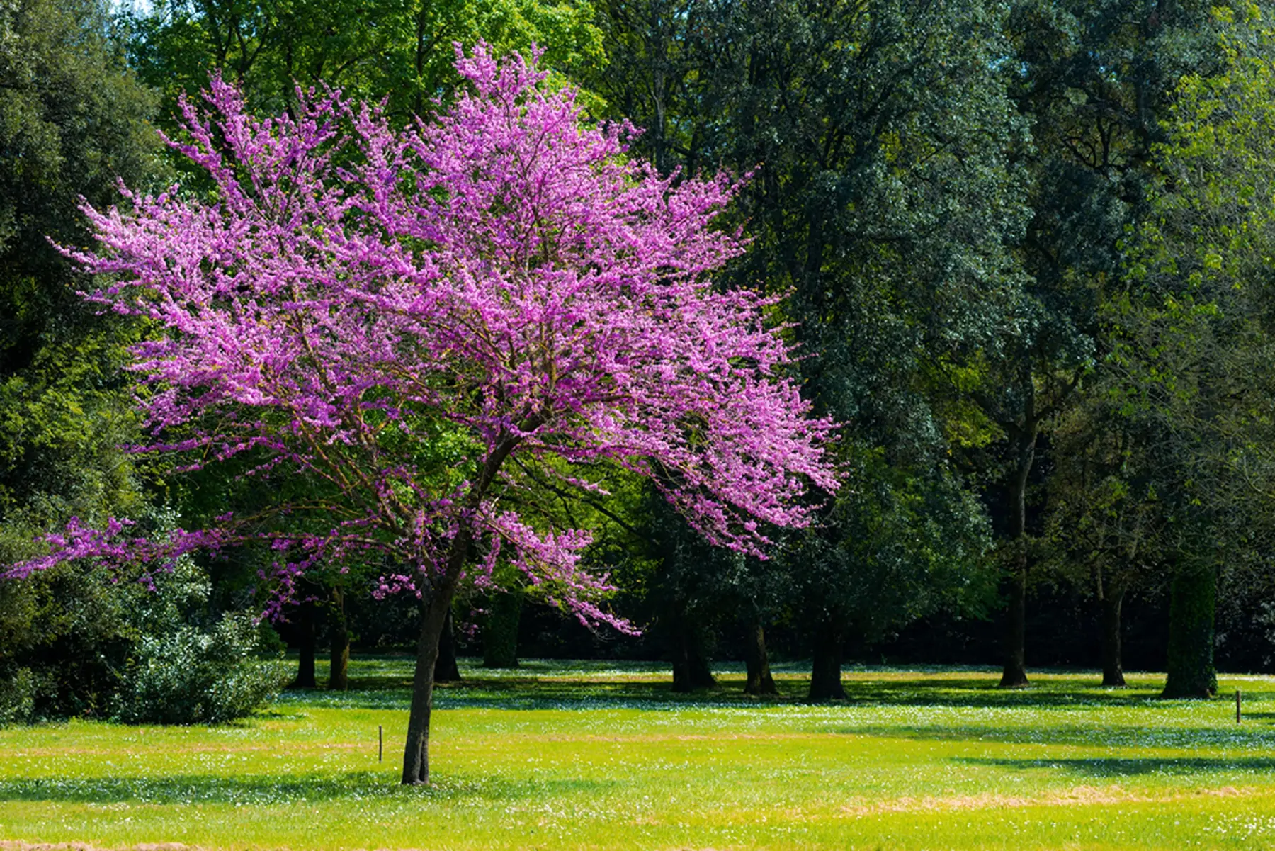 Arbre de Judée (Cercis siliquastrum)