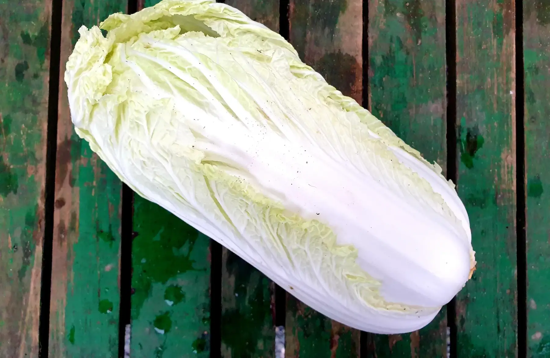 chou de chine - pé-tsaï