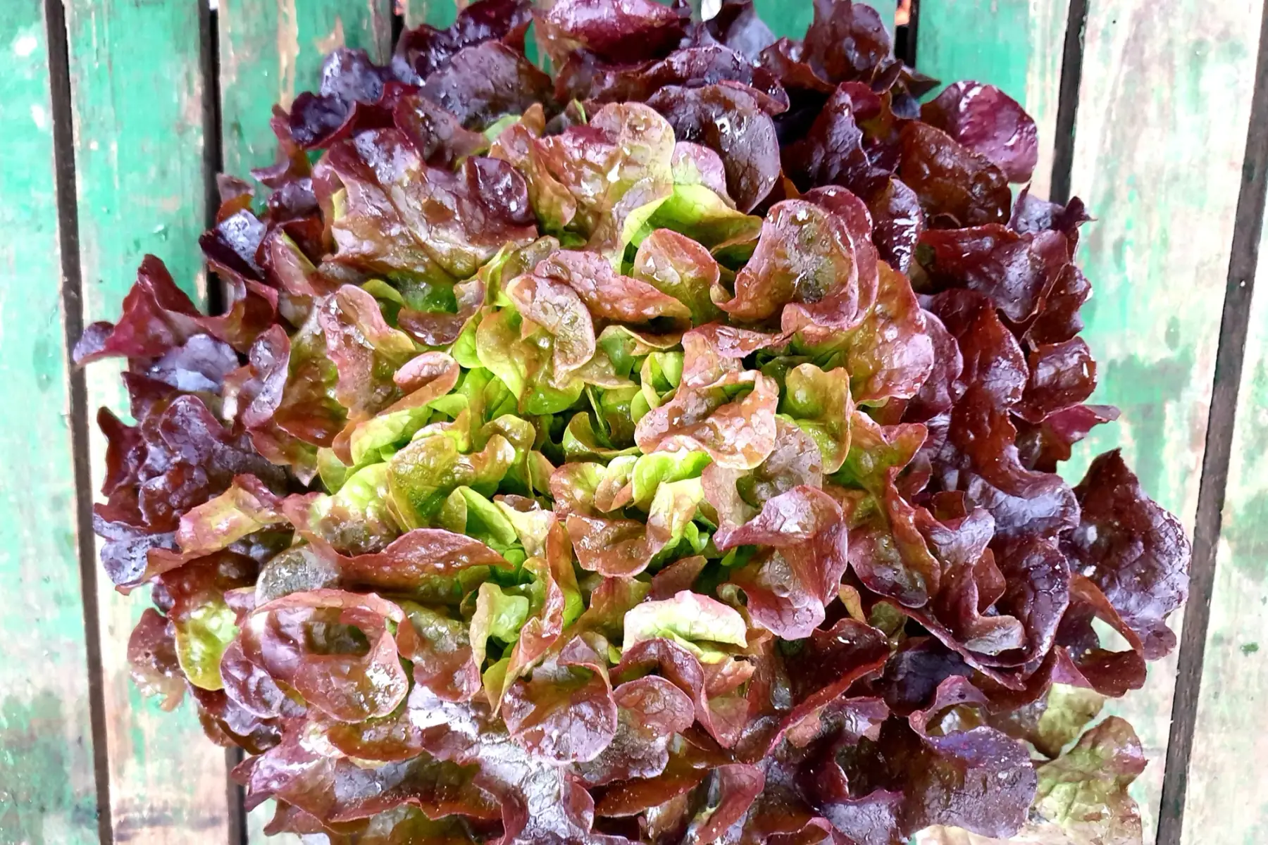 salade_feuille de chêne rouge