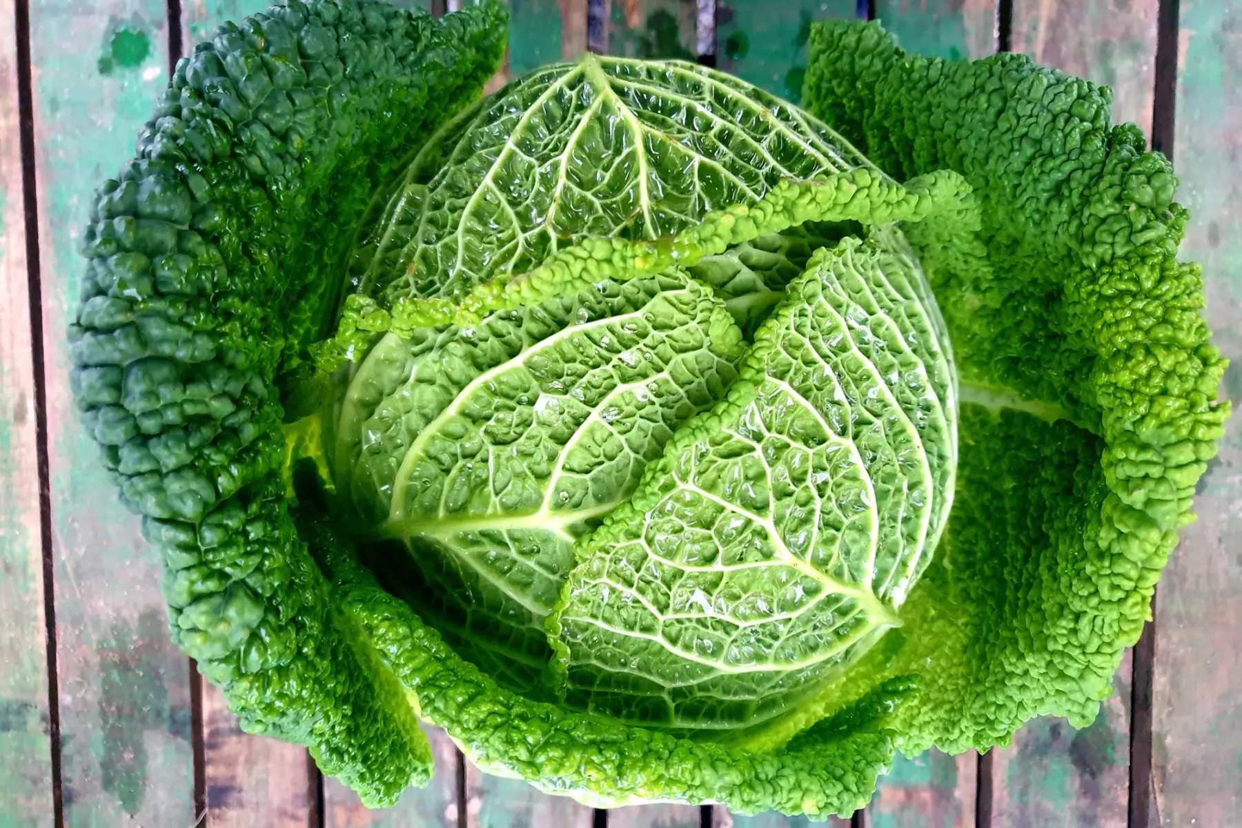 chou frisé de milan