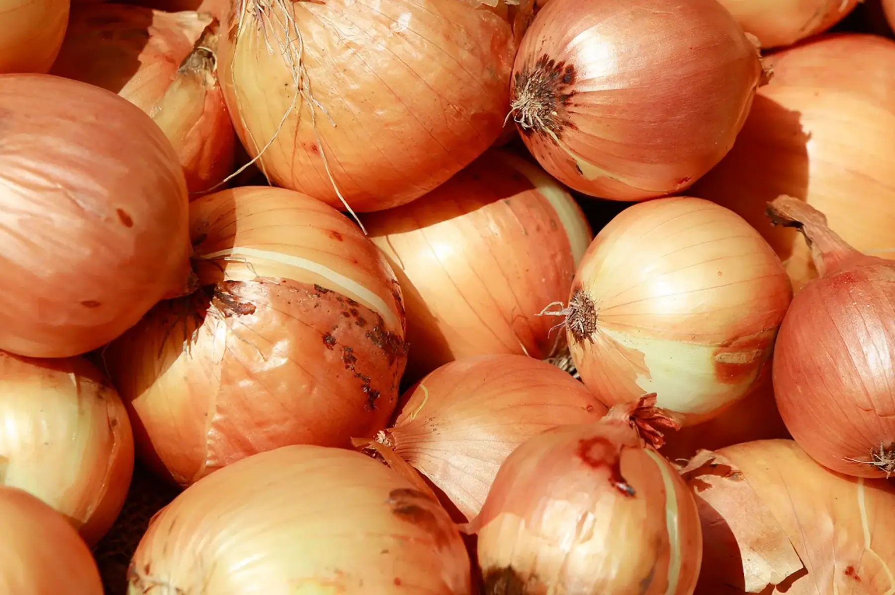 oignons jaunes