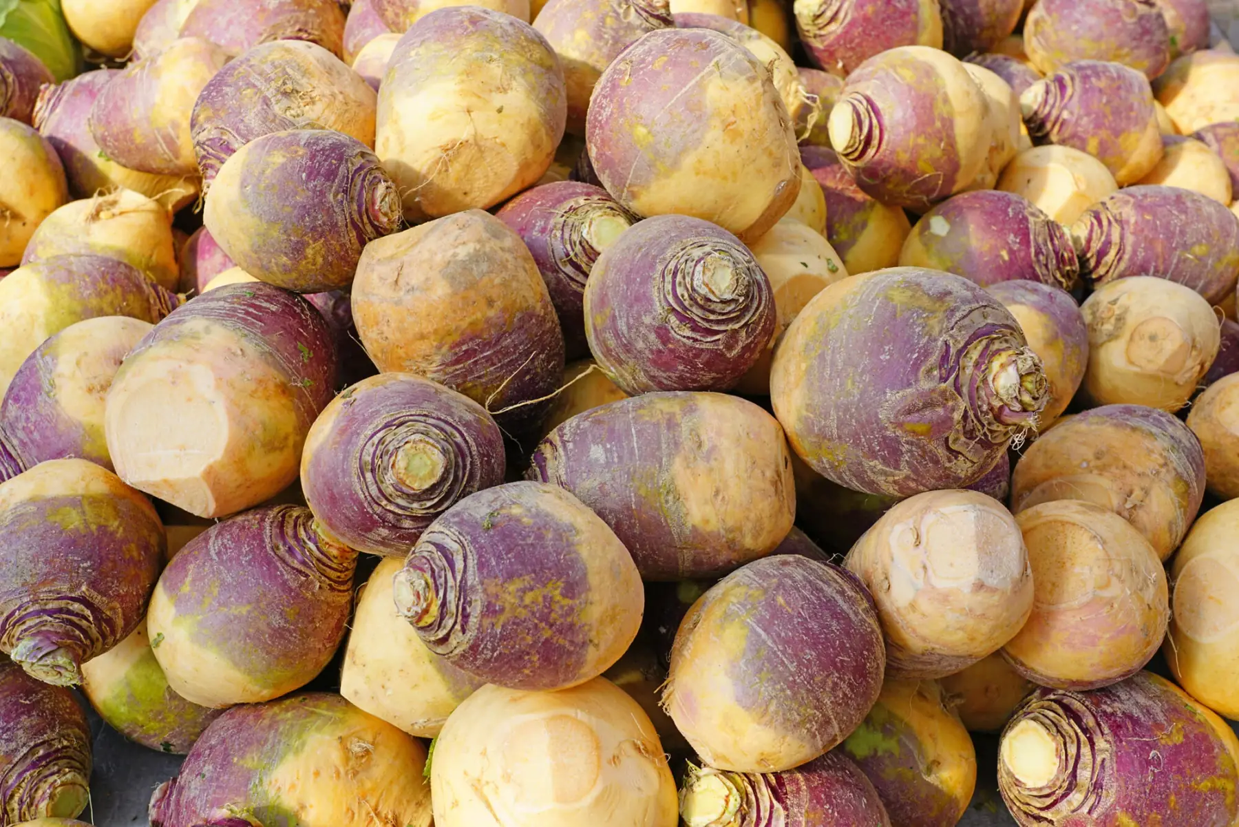 rutabaga