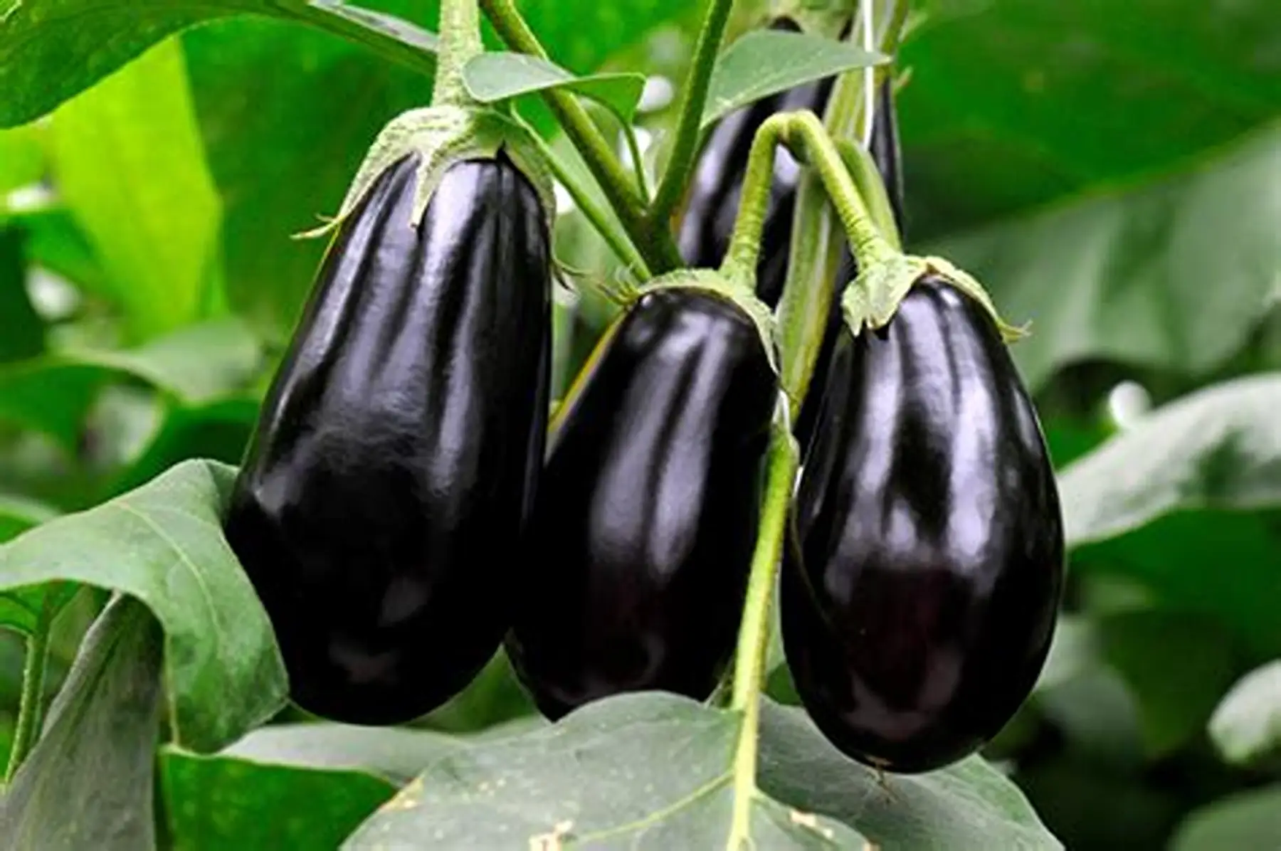aubergine