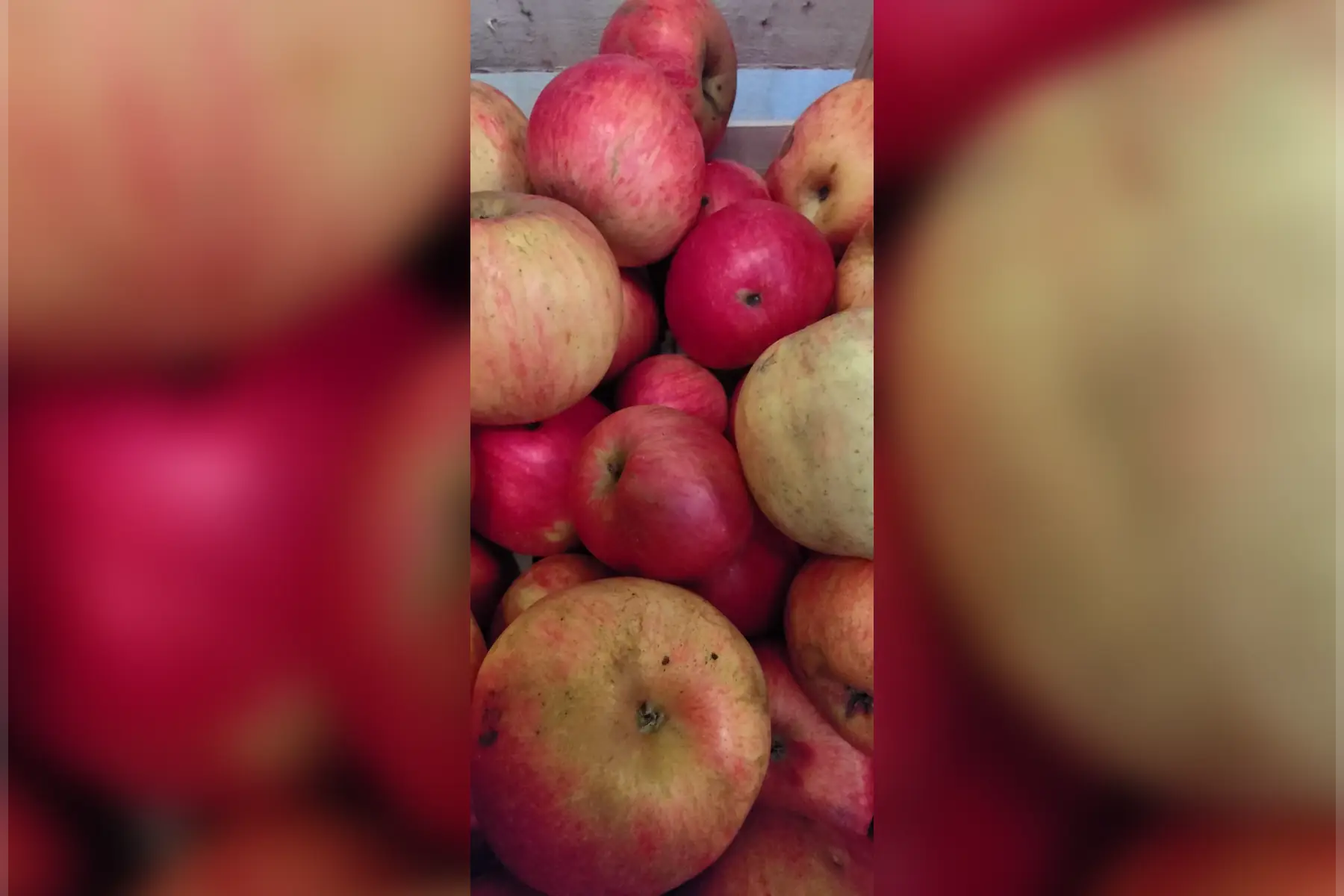 Pomme ''Idared''