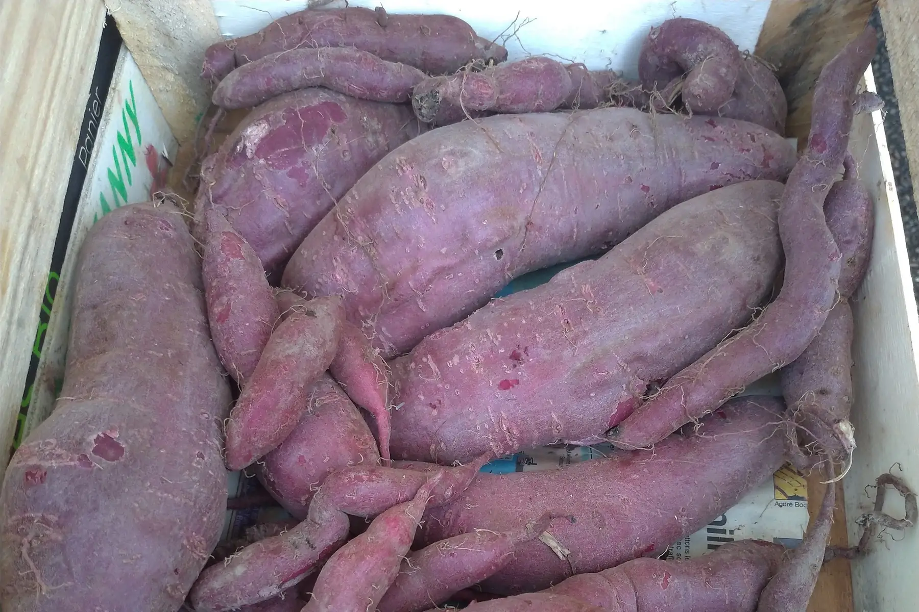 patate douce "violette"