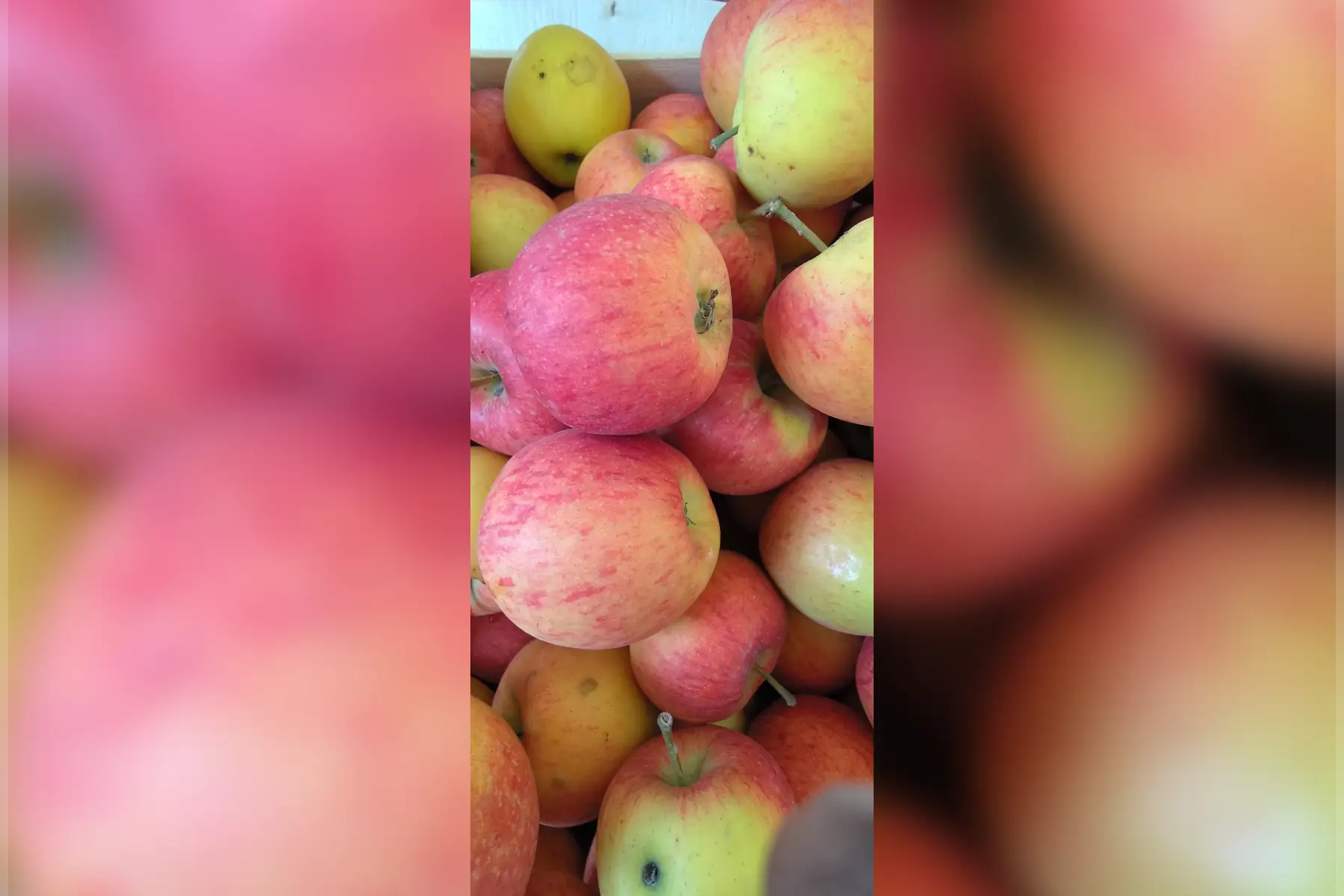 Pomme "Daliclass"