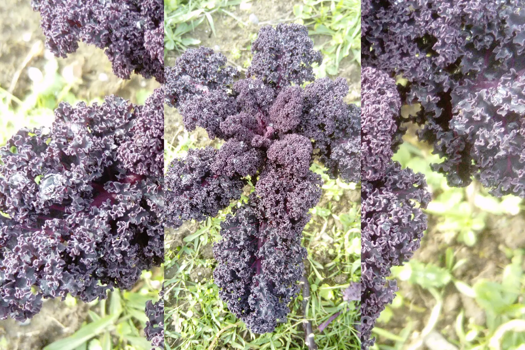 kale "violet"
