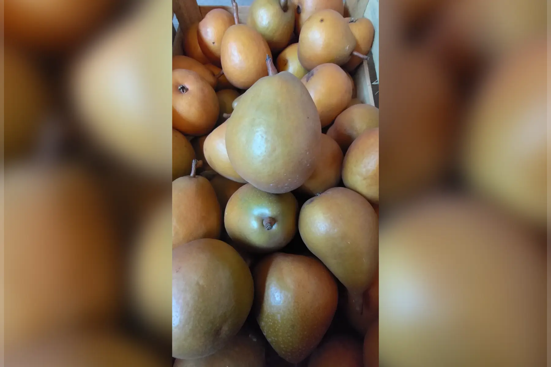 Poire ''president Heron''