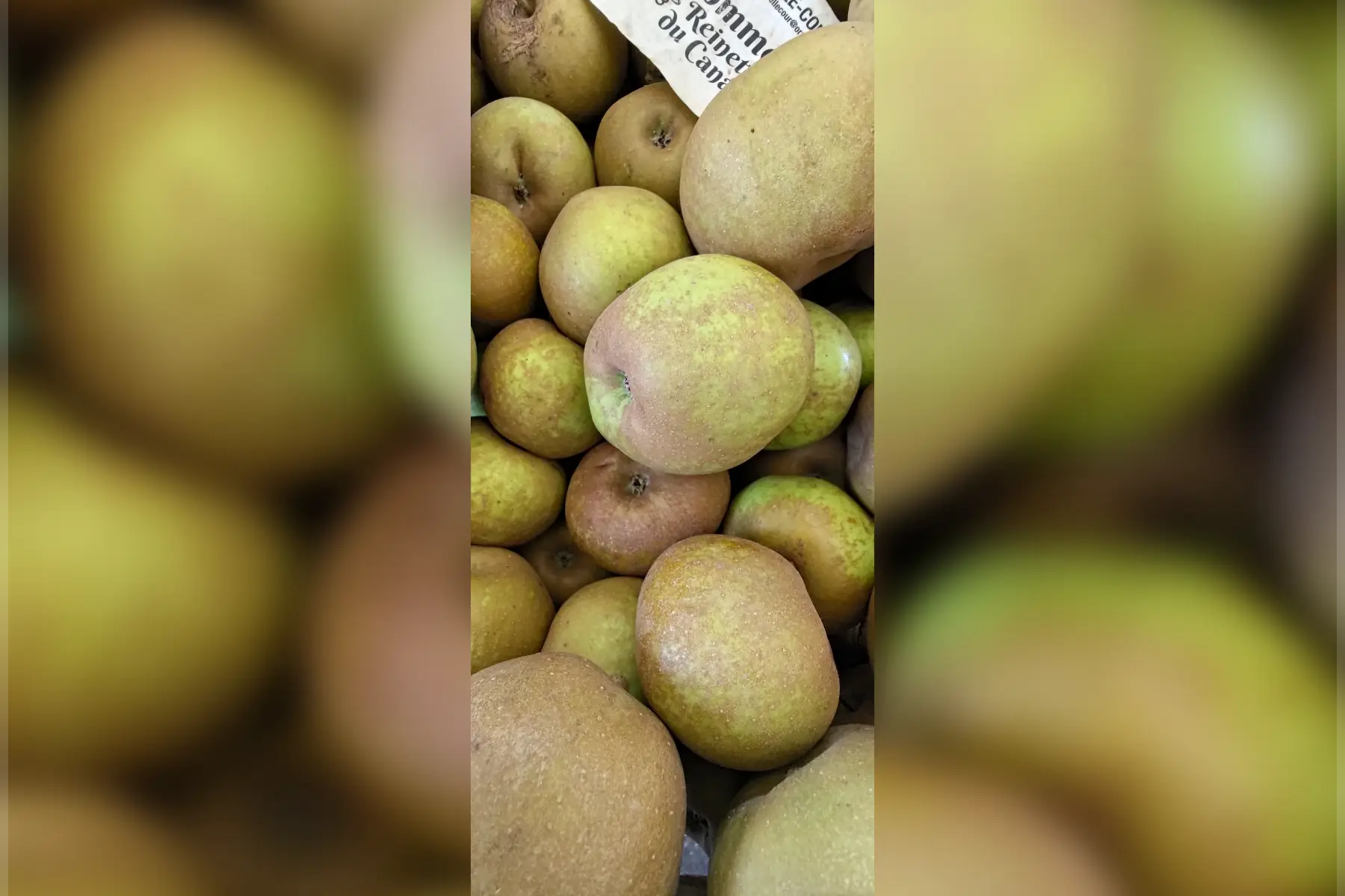 Pomme "Reinette du Canada"