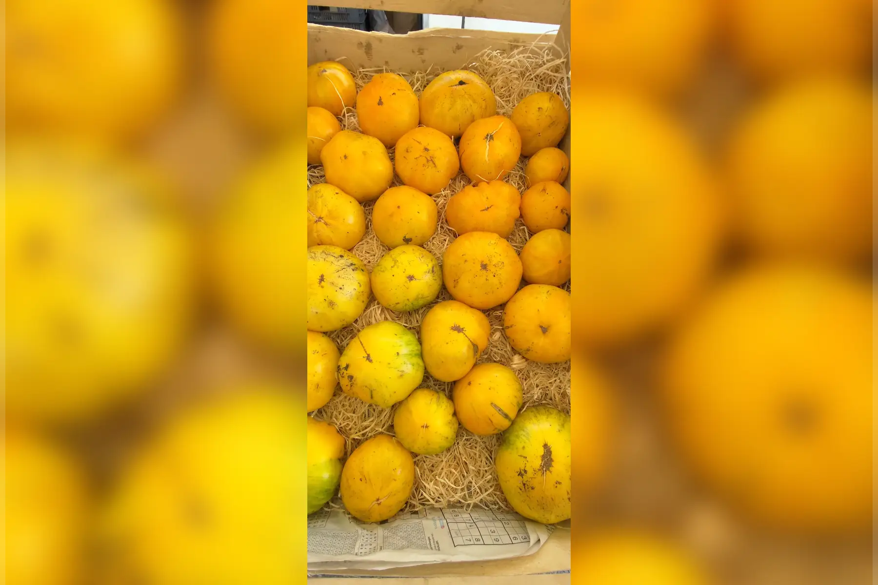 Tomate "big yellow Zebra"