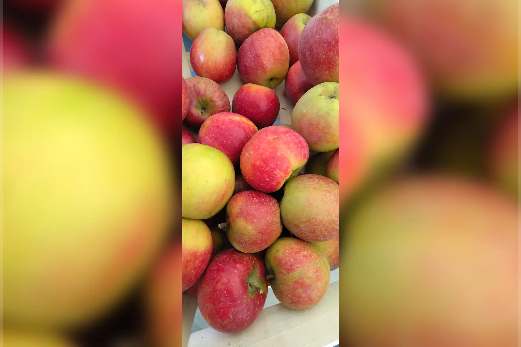 Pomme "Natyra"