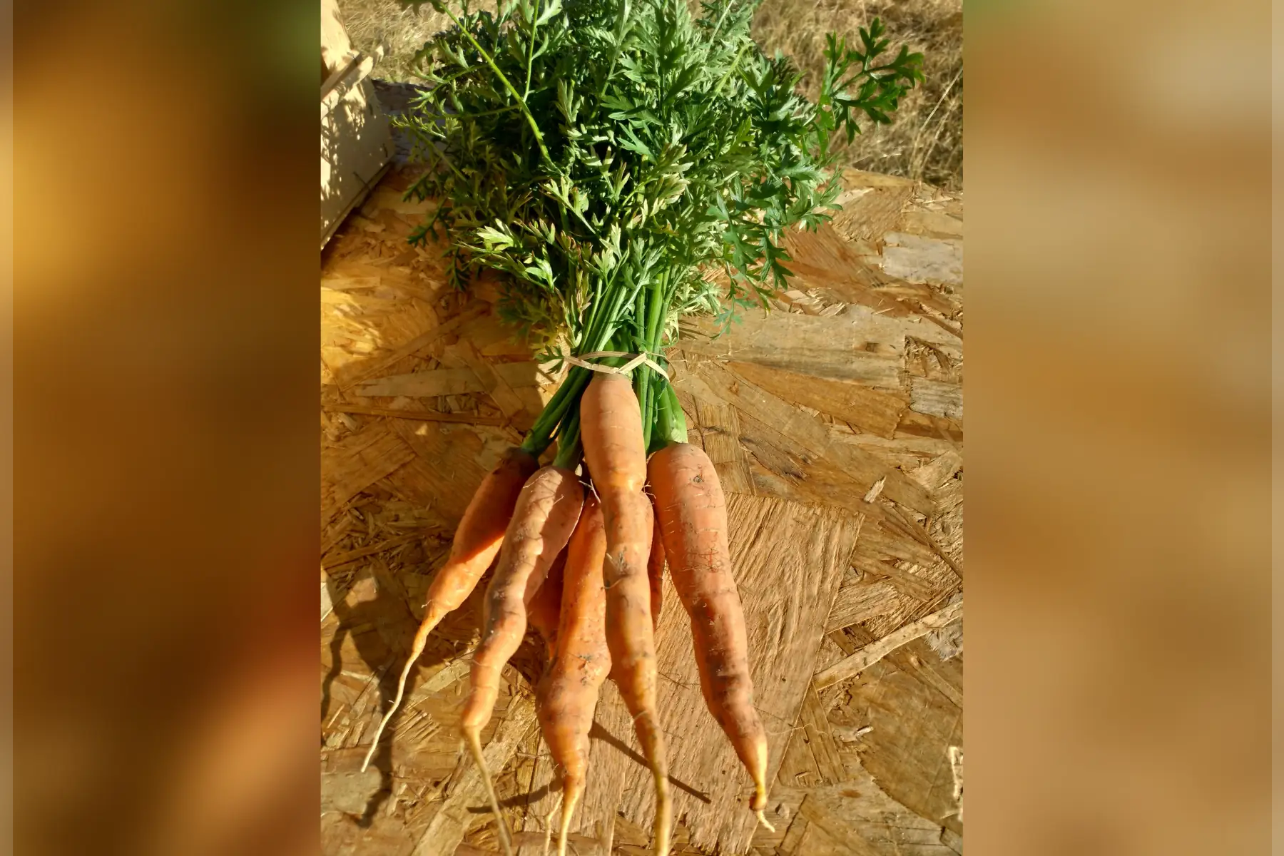 carotte