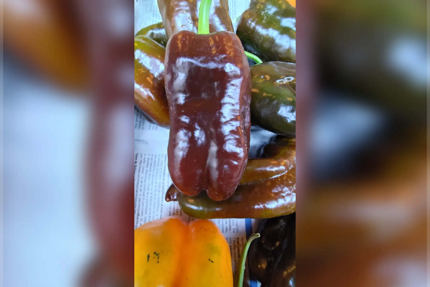 Poivrons ''chocolat''