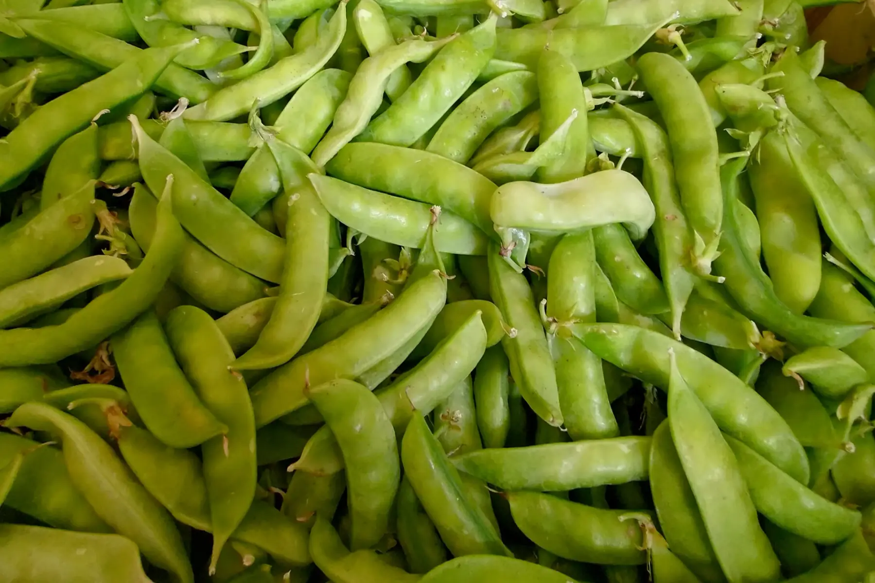 Petit pois frais