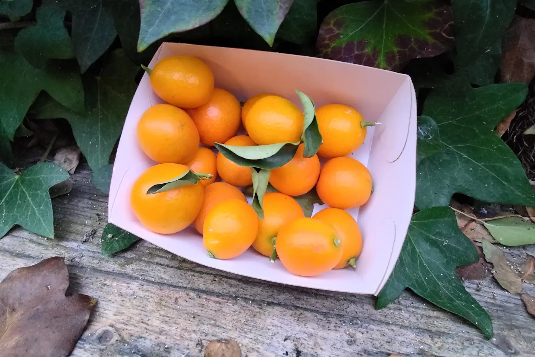 Kumquat ''Corse''
