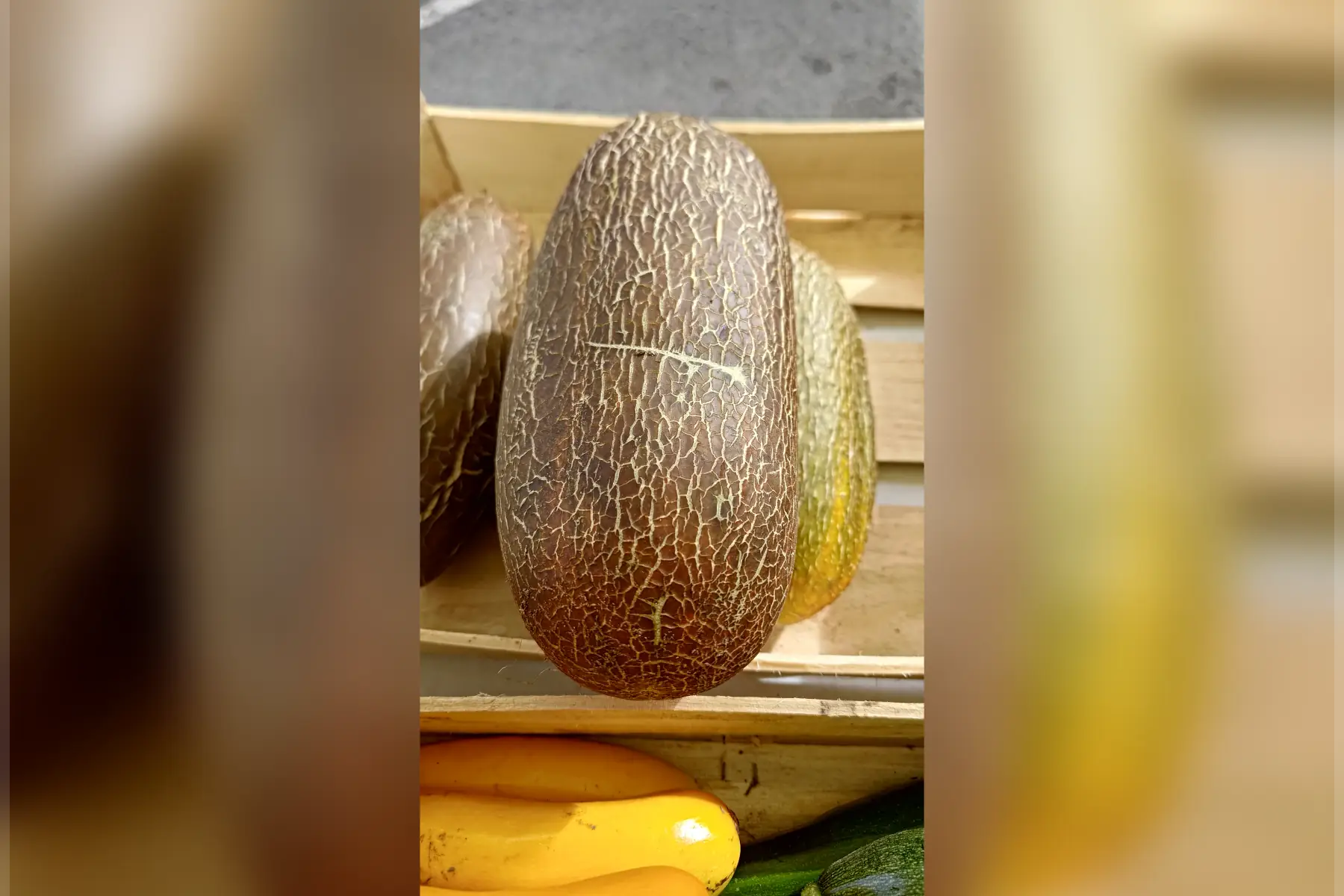 concombre ''kaiser alexander''