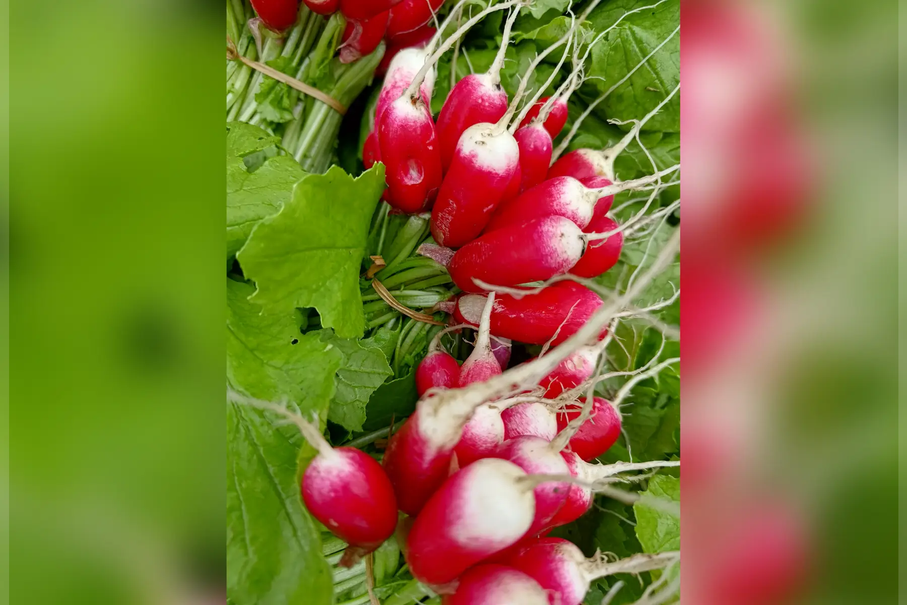 radis rose allongés