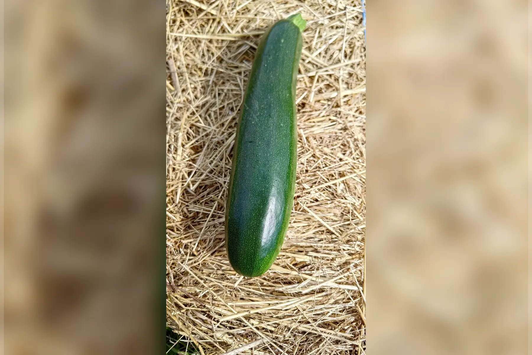courgette verte