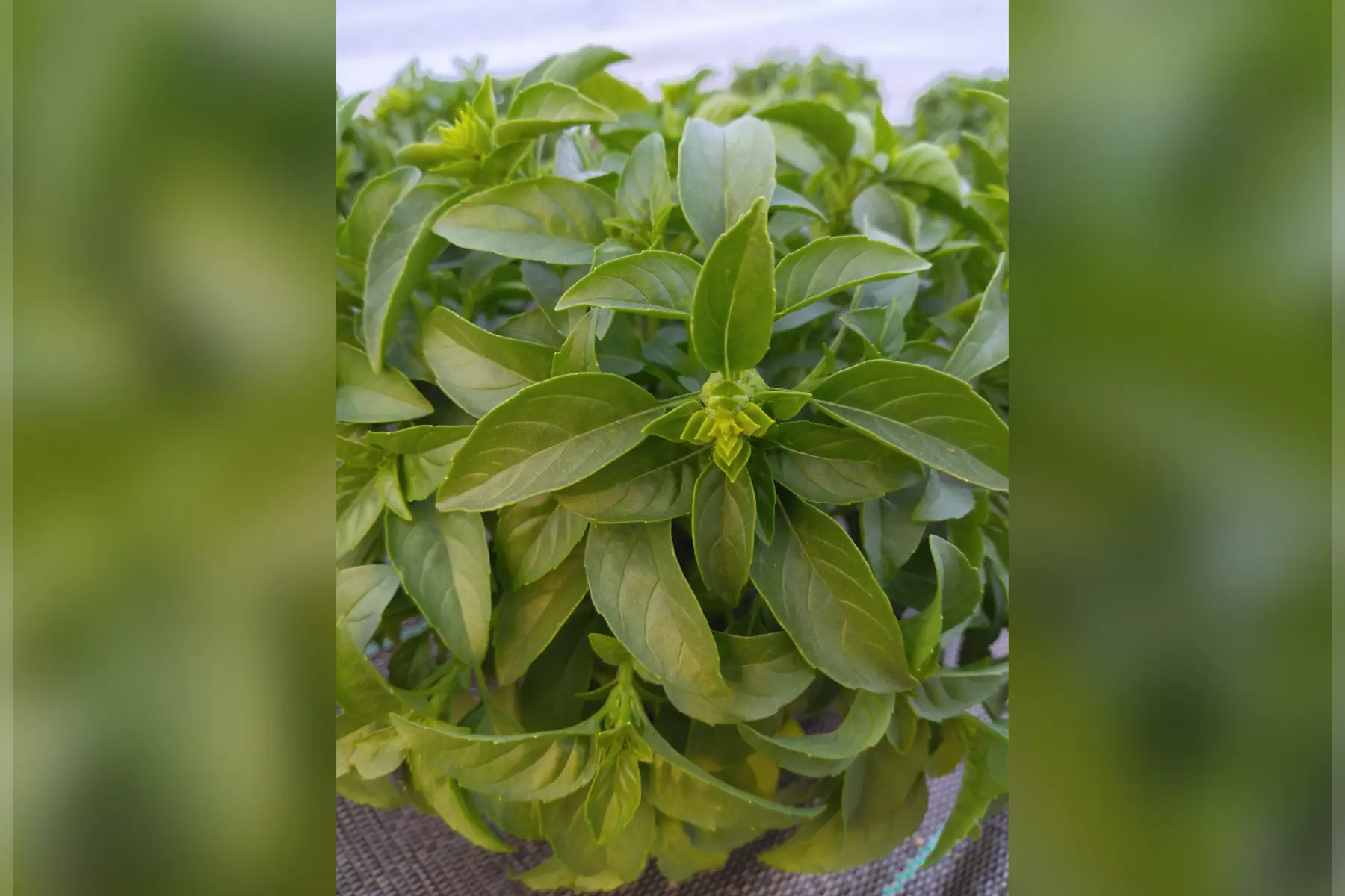 basilic "marseillais"