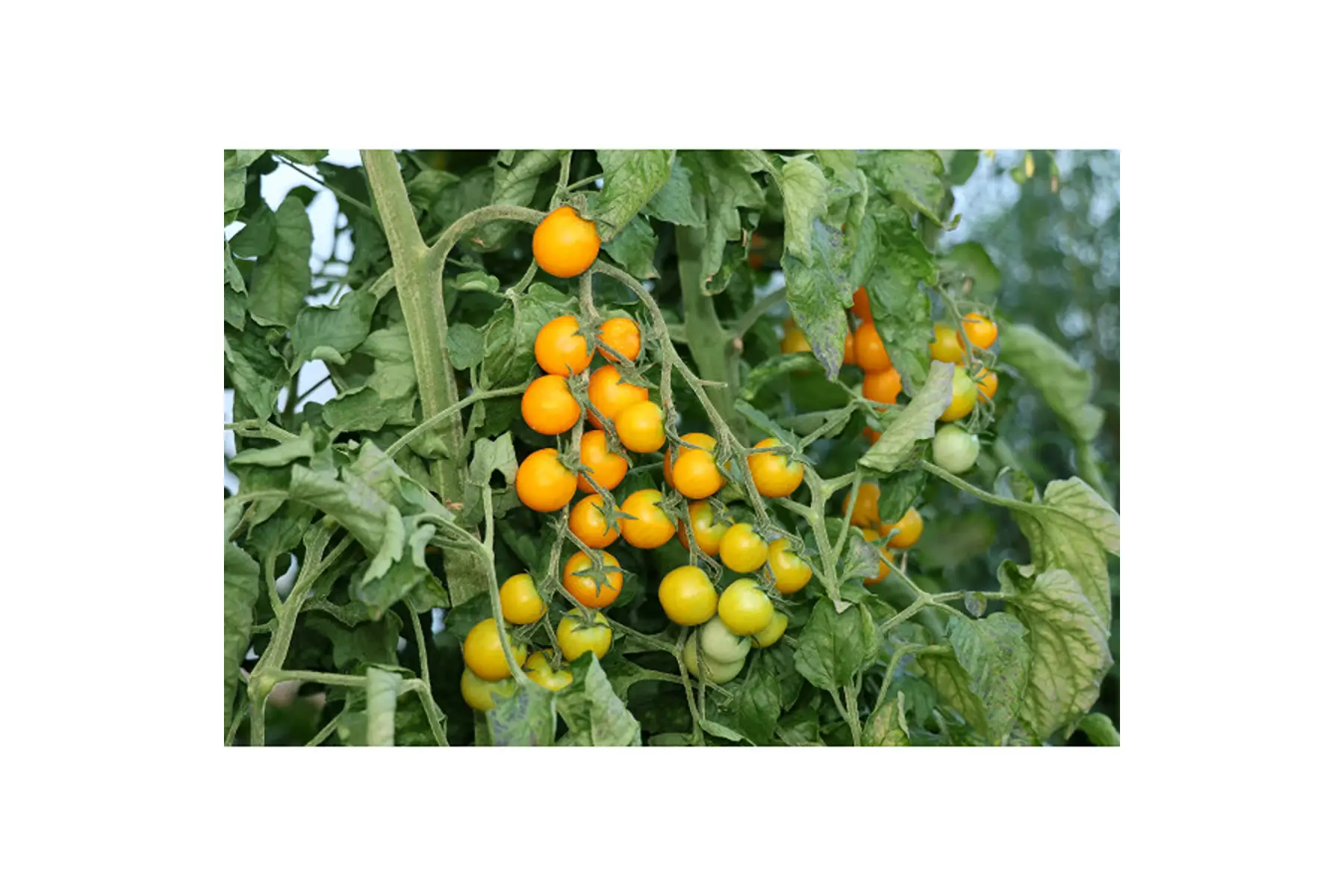 Plant de tomate cocktail "Délice"
