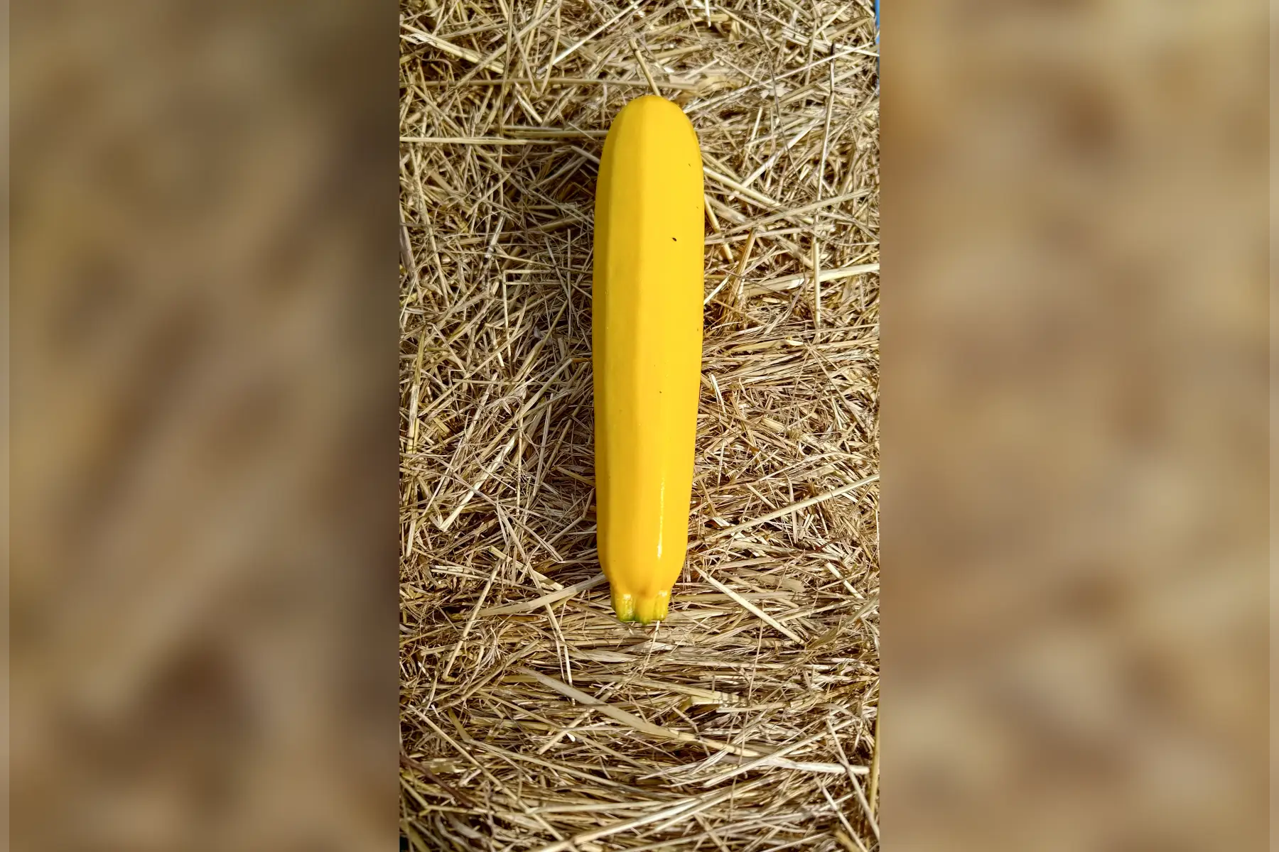 courgette jaune