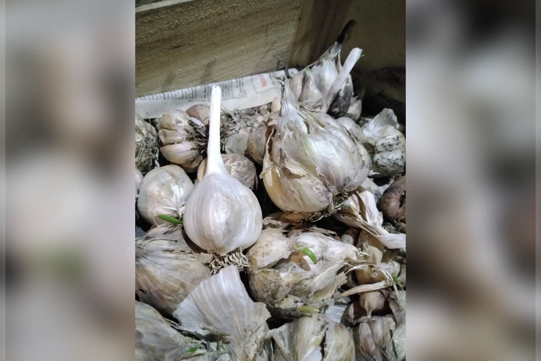 ail violet déclassé