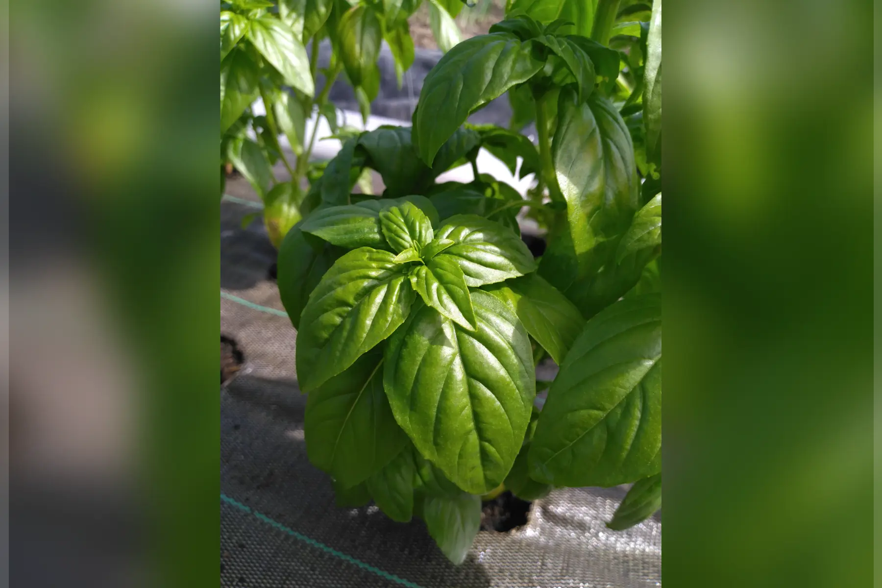 basilic "Grand vert"