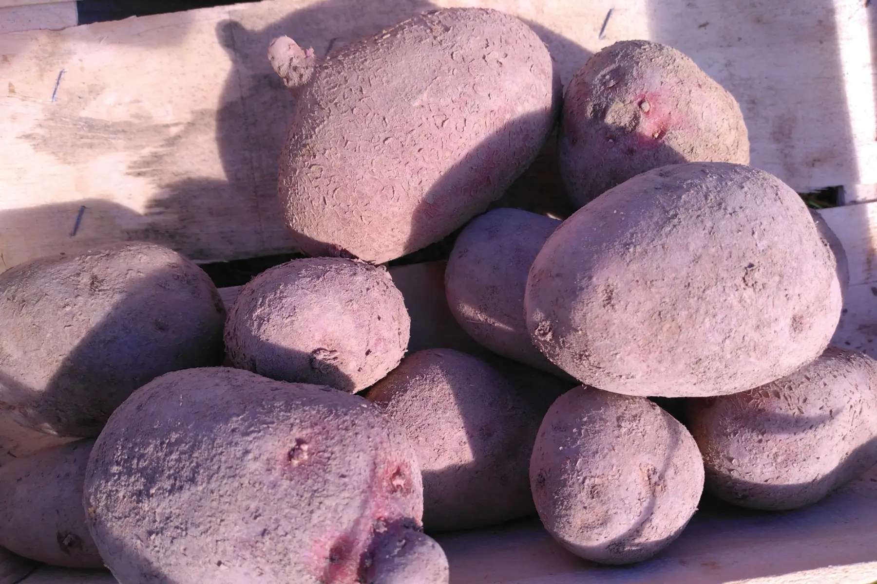 Pomme de terre "Alouette"