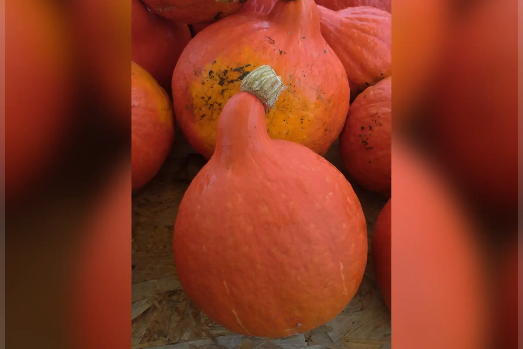 potimarron "red kuri"