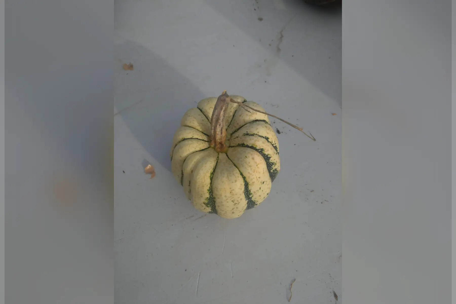 courge "patidou"