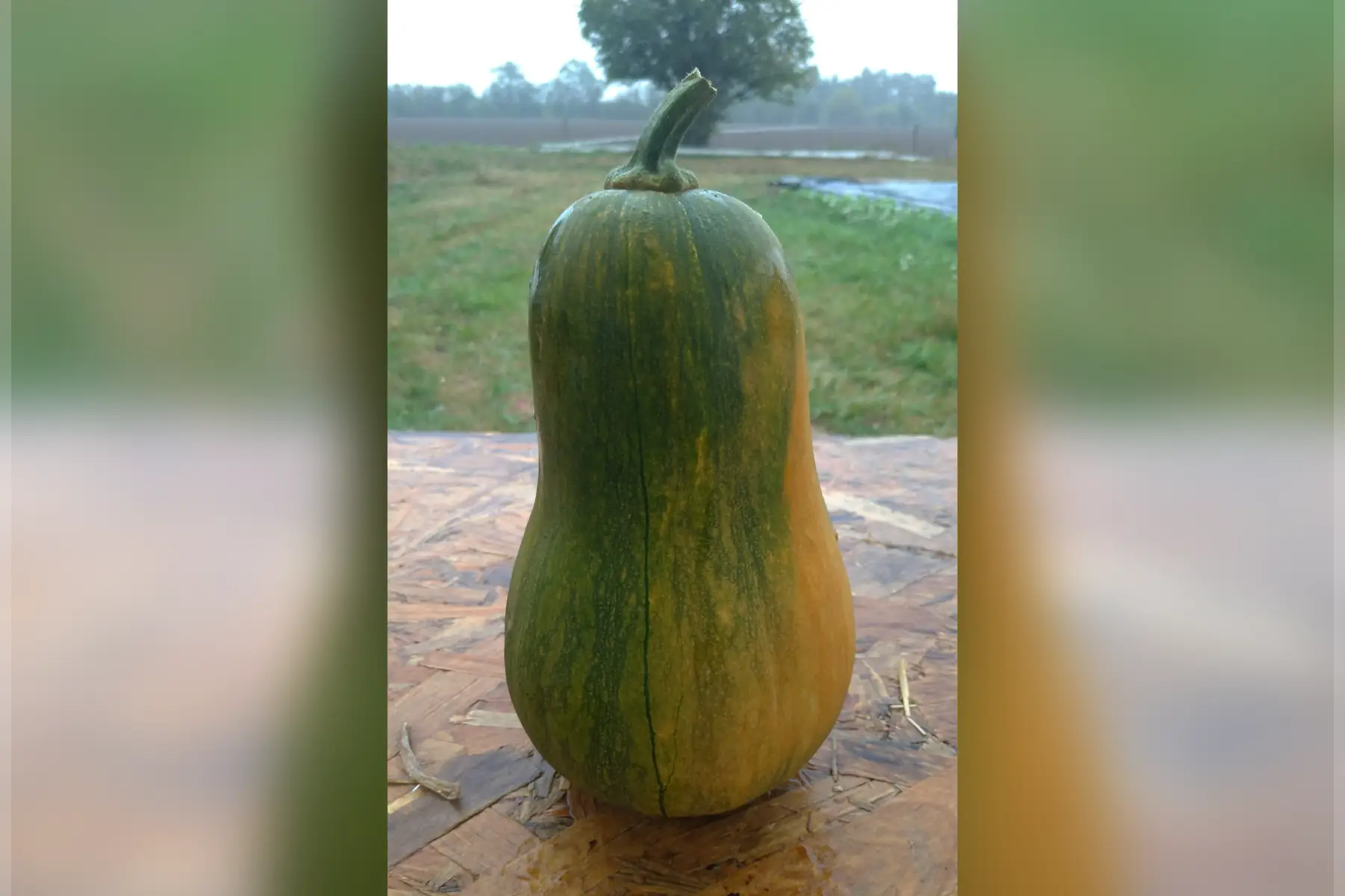 courge "sucrine du berry"
