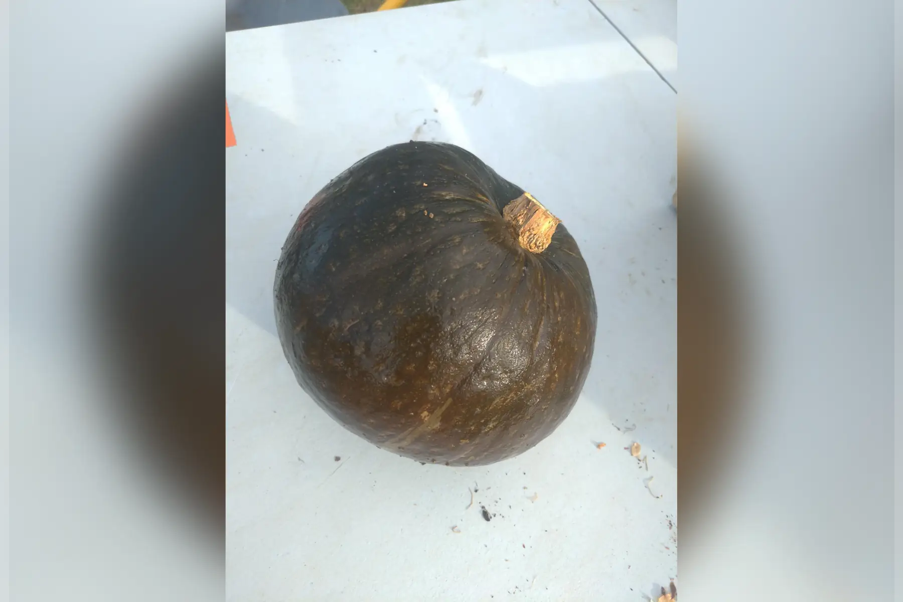 courge "futsu black"