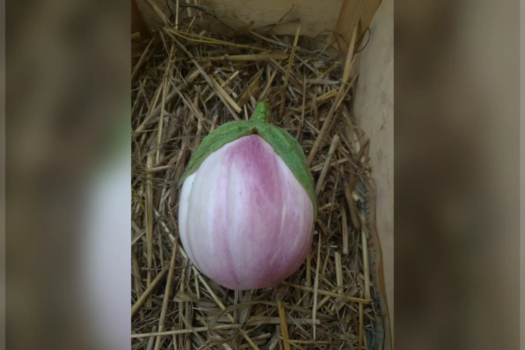 aubergine "rotonda sfumata di rosa"