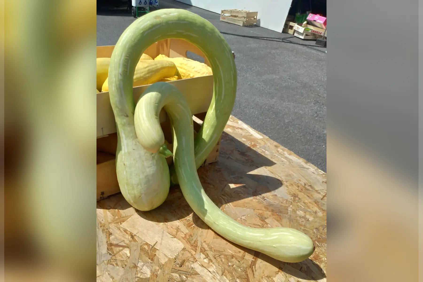 courge "tromba d'albenga"
