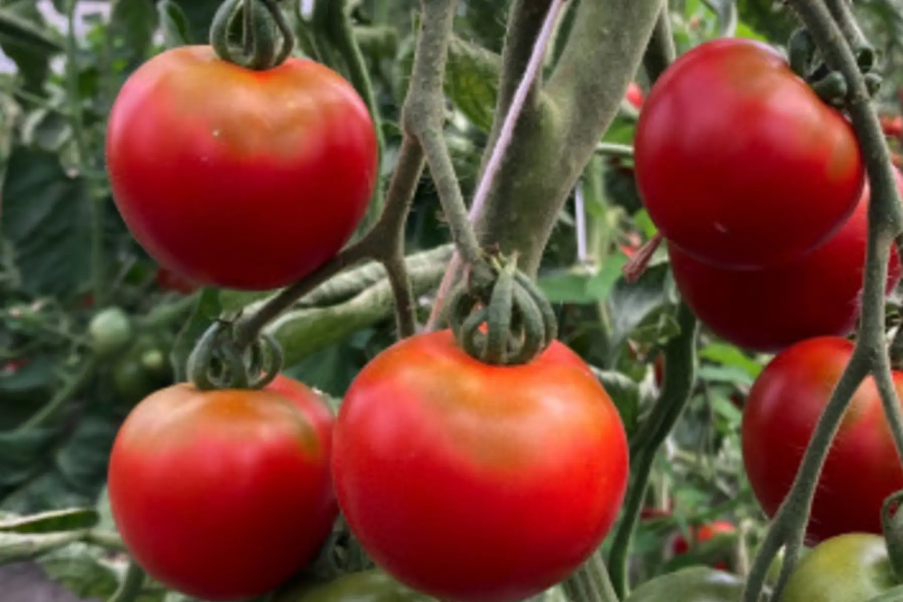 Plant de tomate "Précoce de Quimper"