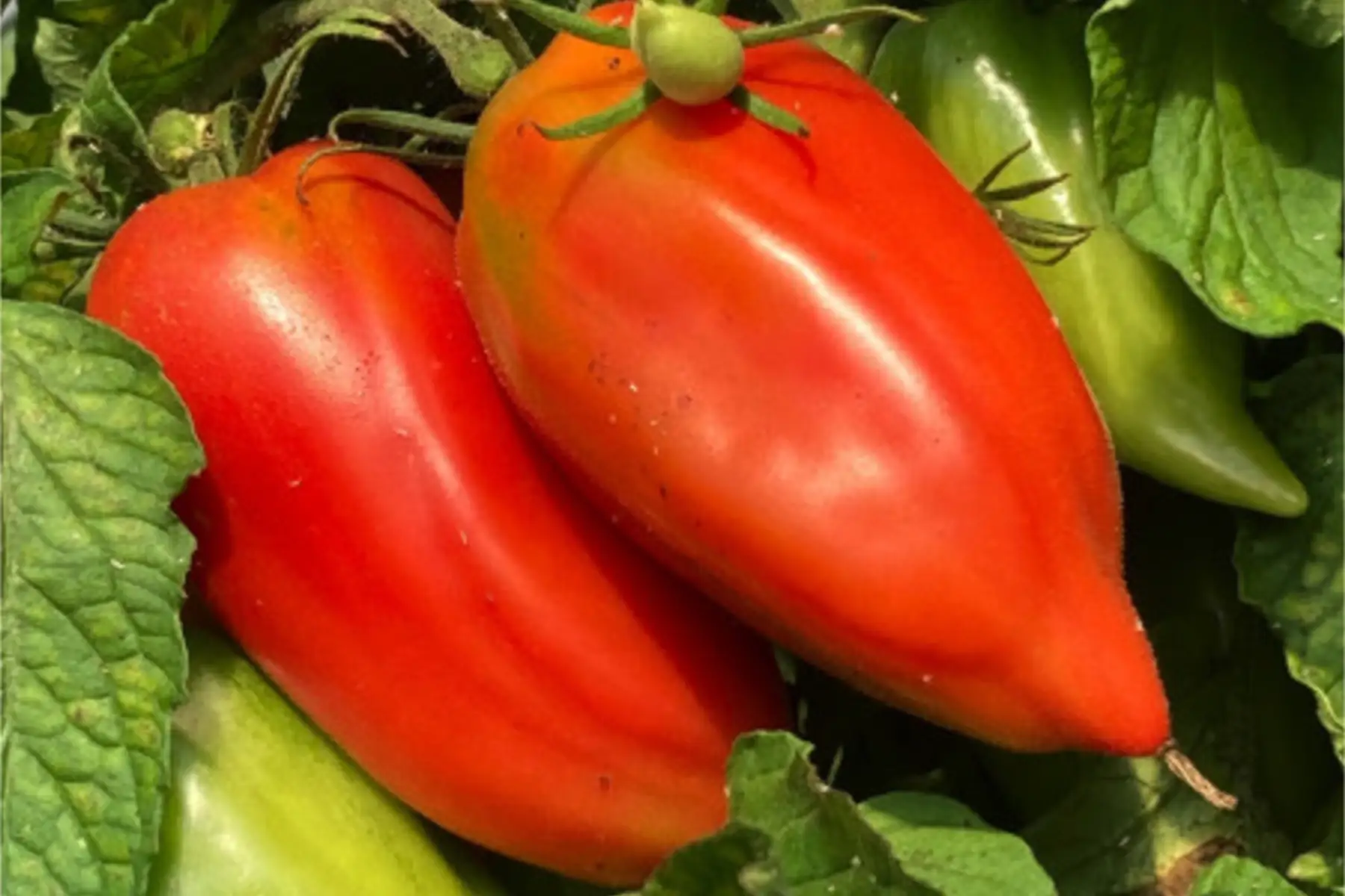 Plant de tomate "Andine Cornue"
