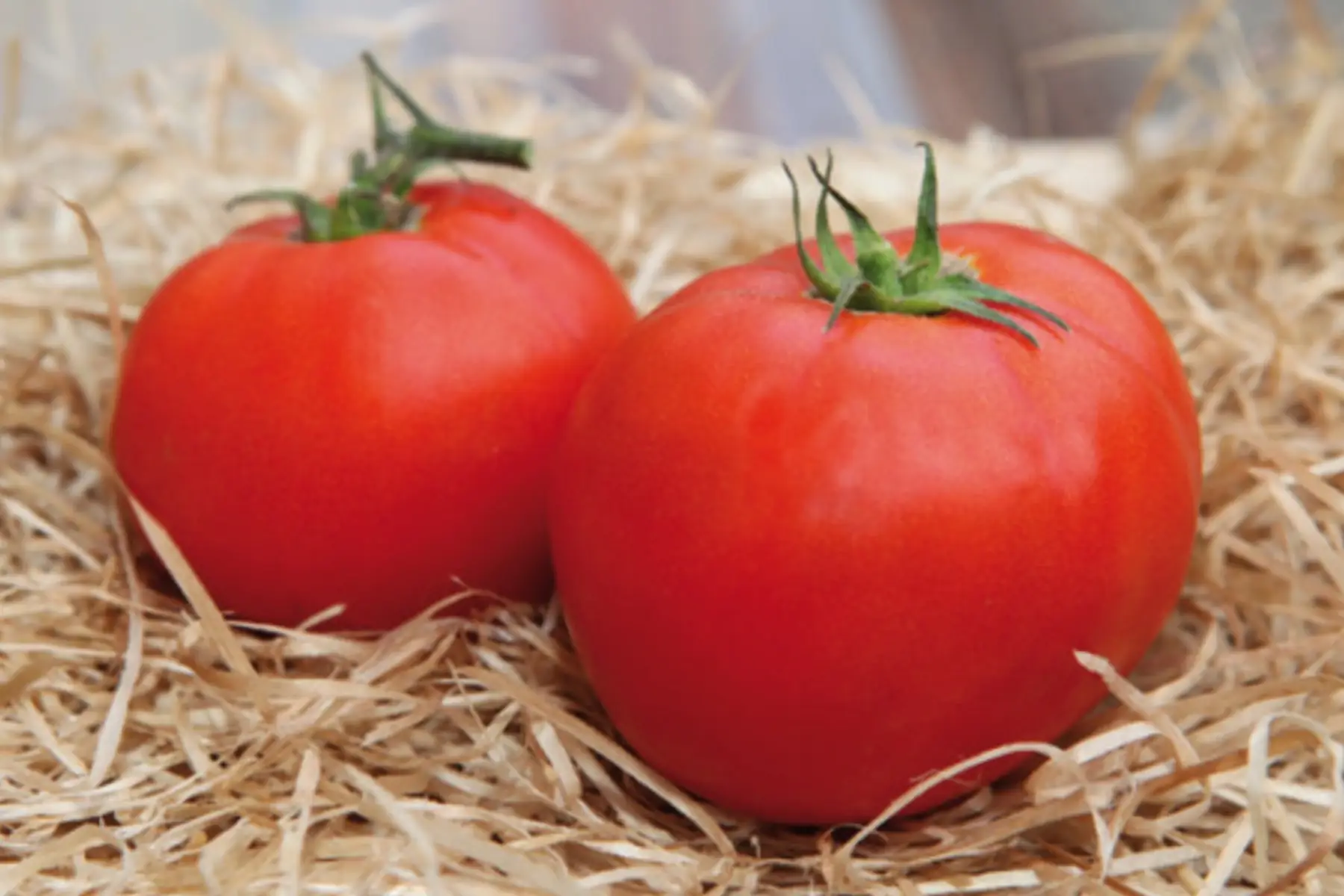 Plant de tomate" Merveille des marchés"