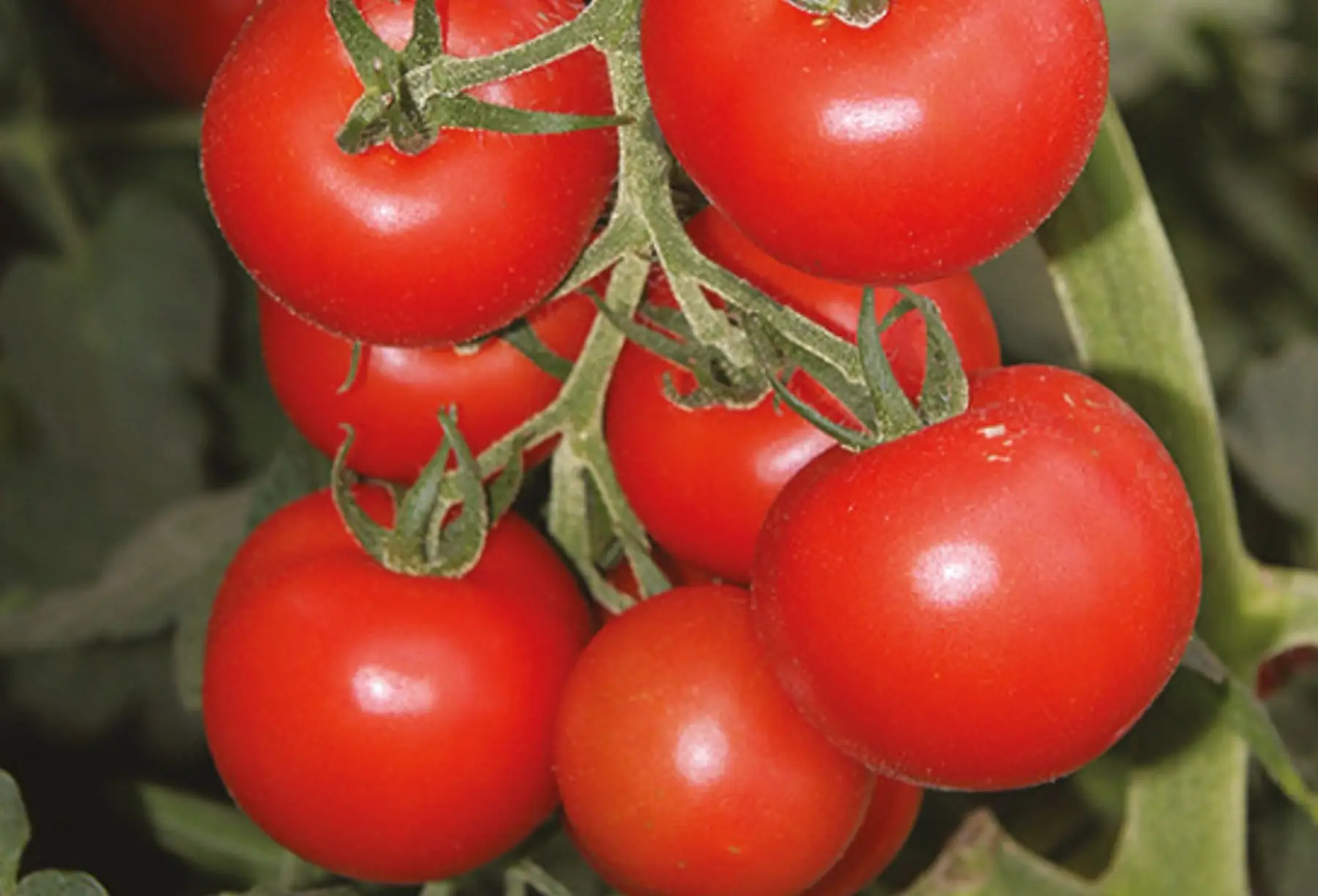 Plant de tomate" Bolstar granda"