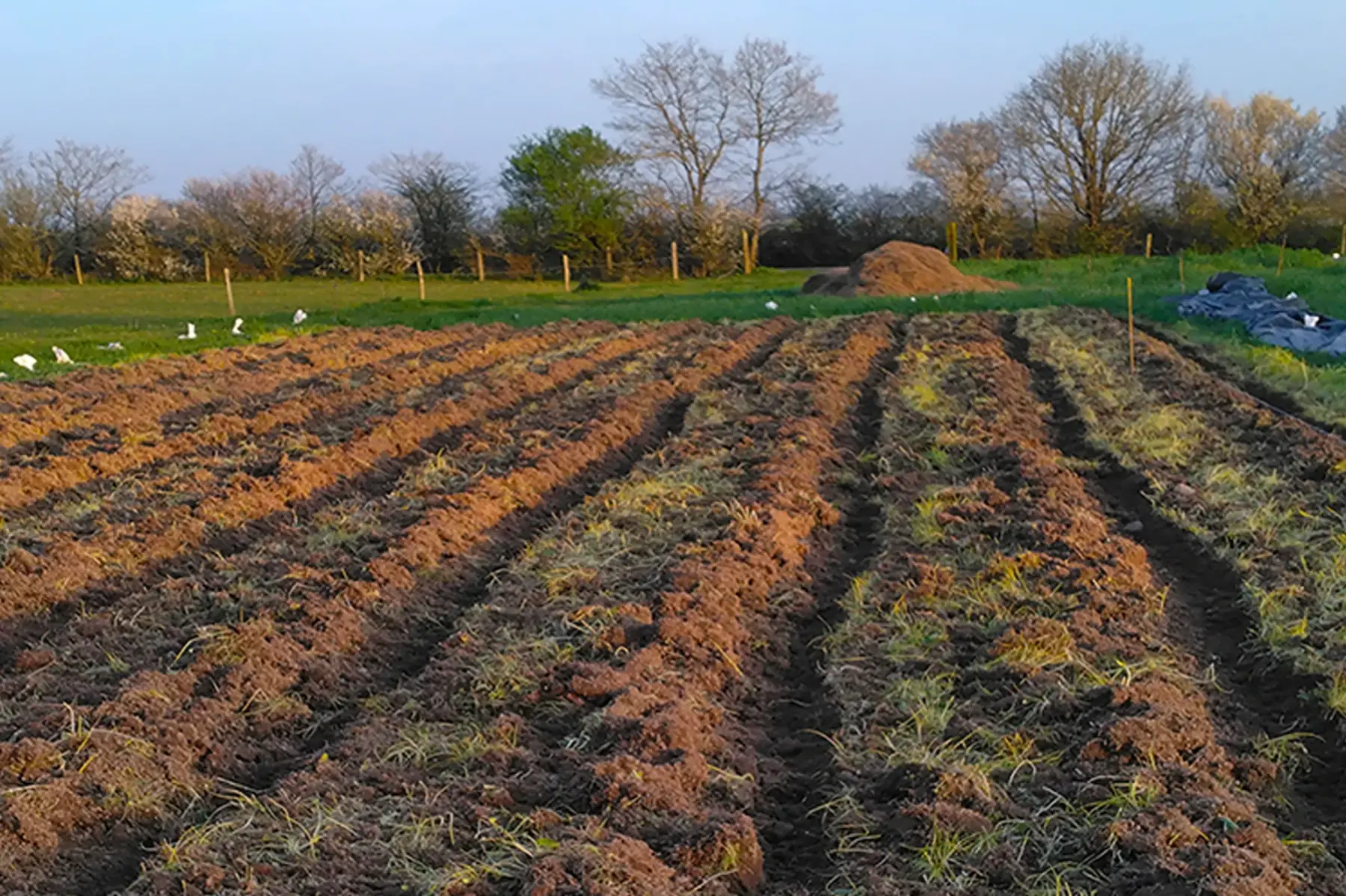 De la Planchette à la fourchette