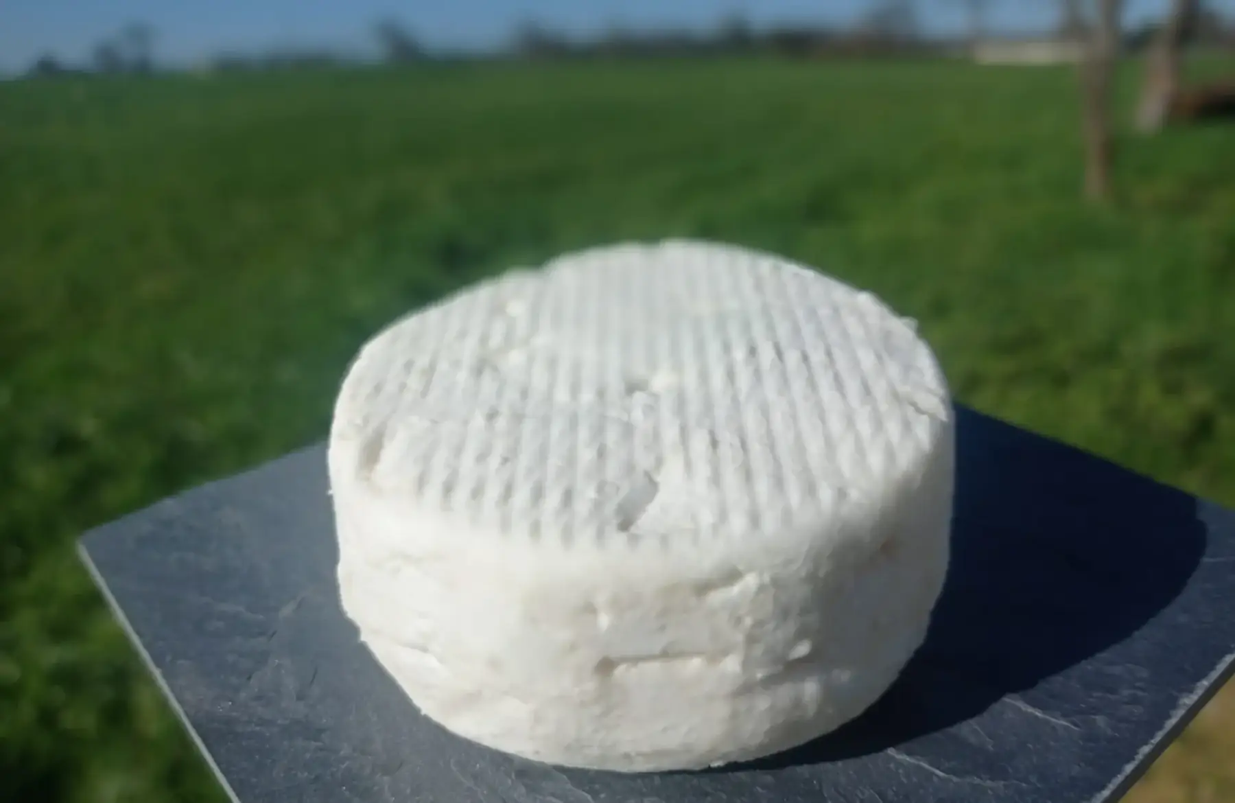 crottin de chèvre nature frais