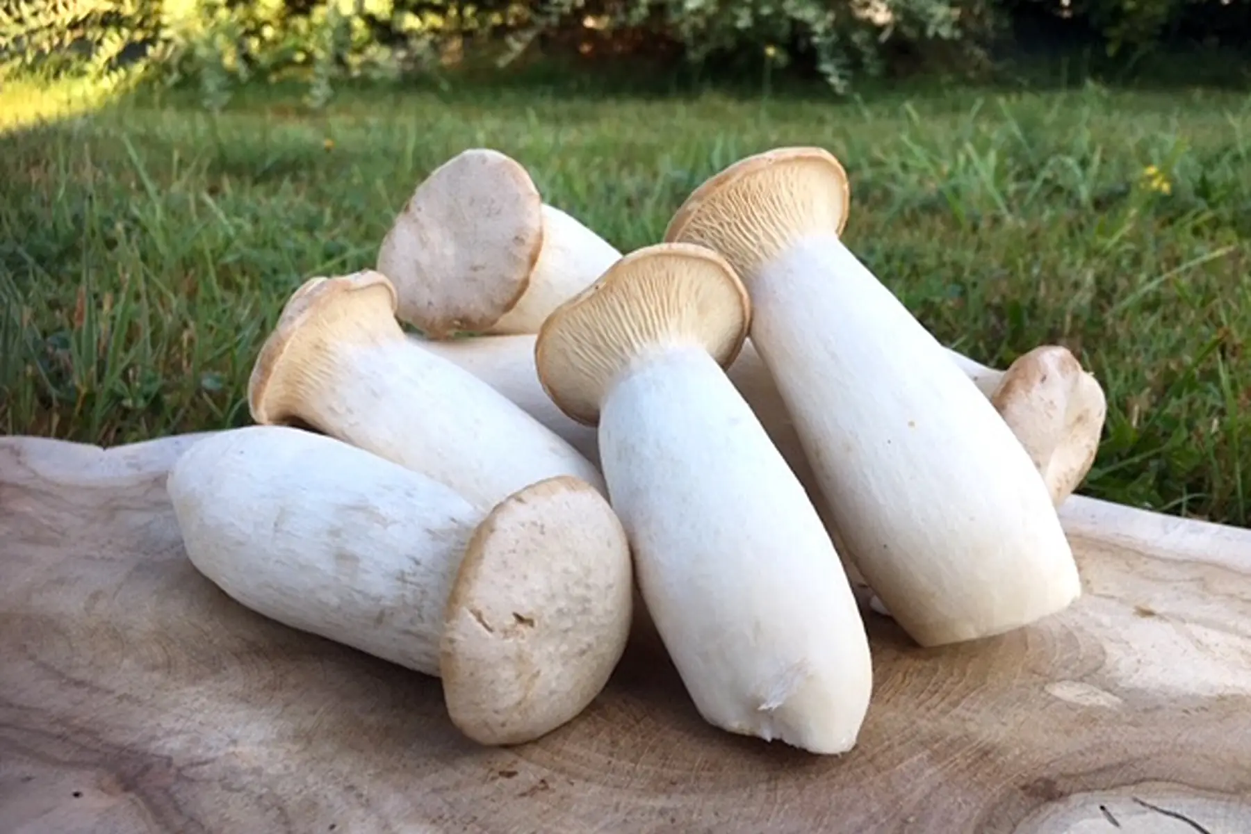 pleurote de panicaut (pleurotus eryngii)