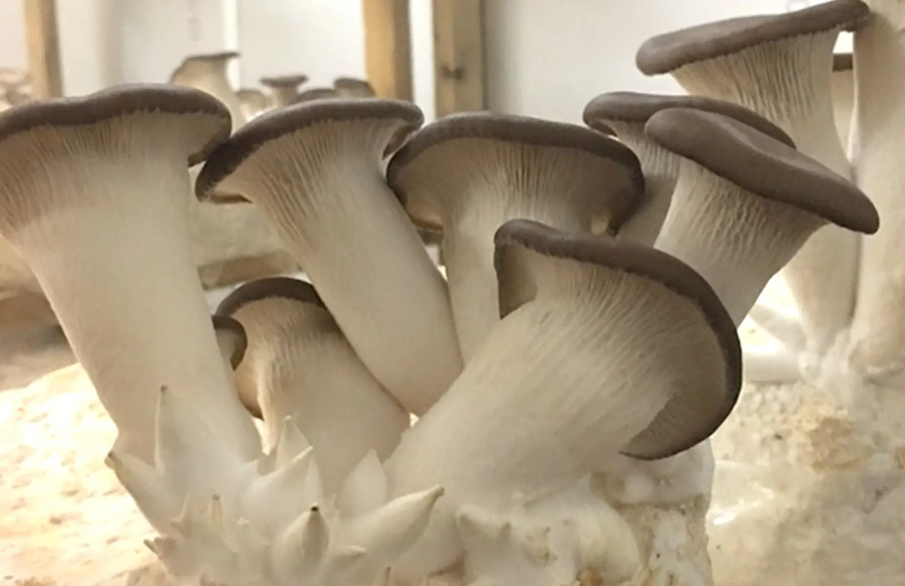 pleurote black pearl