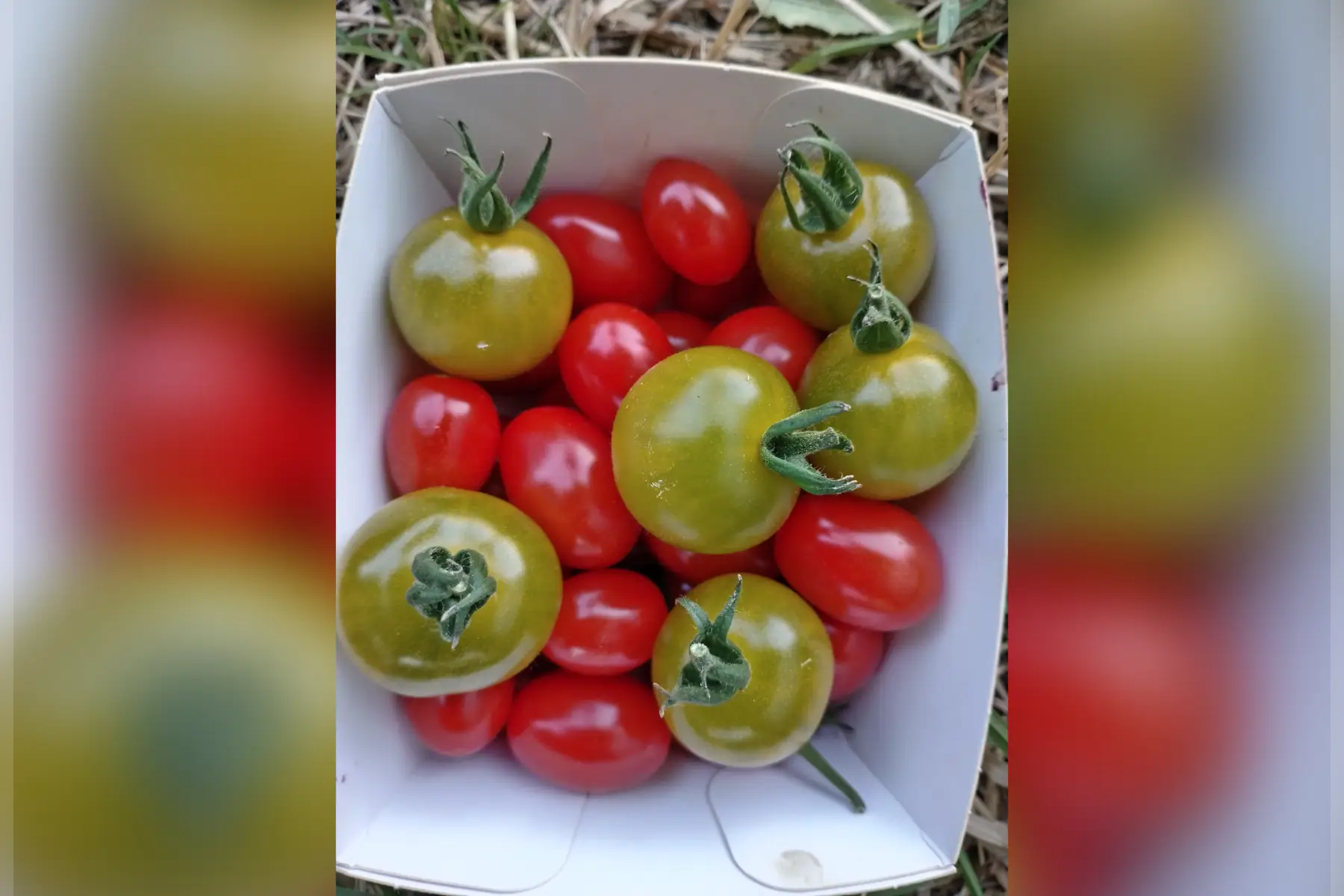 tomates cerise